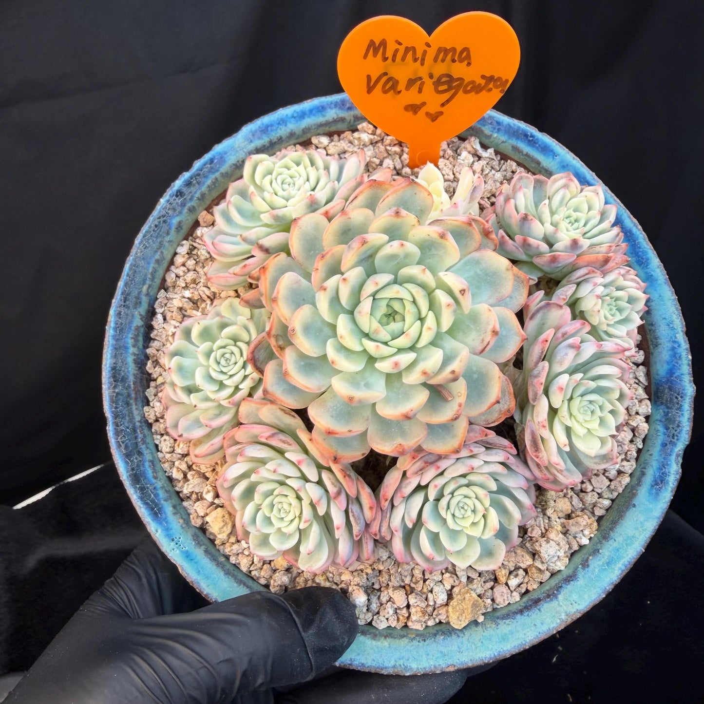 Echeveria  ‘ minima Variegated’,  4.1inches -P17