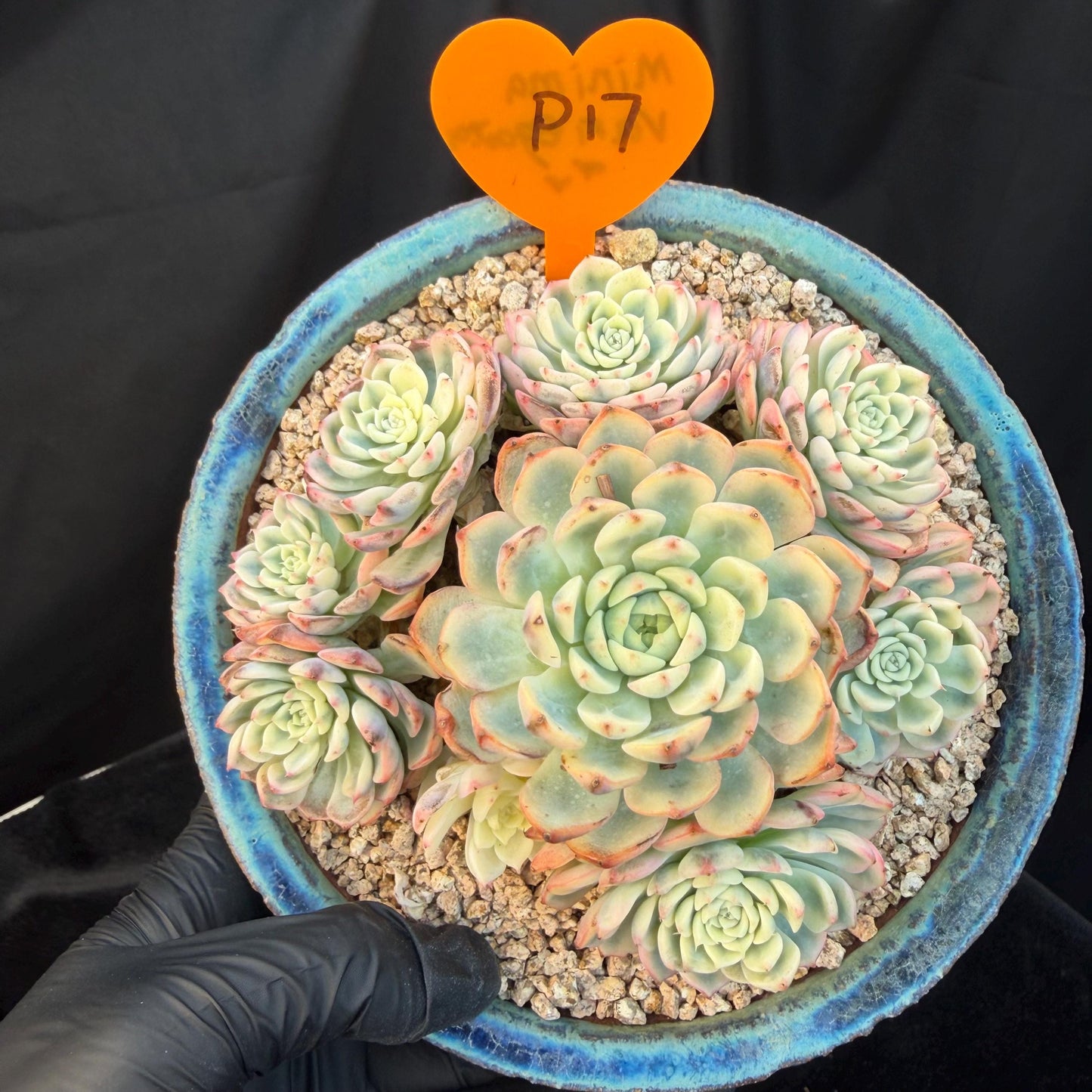 Echeveria  ‘ minima Variegated’,  4.1inches -P17