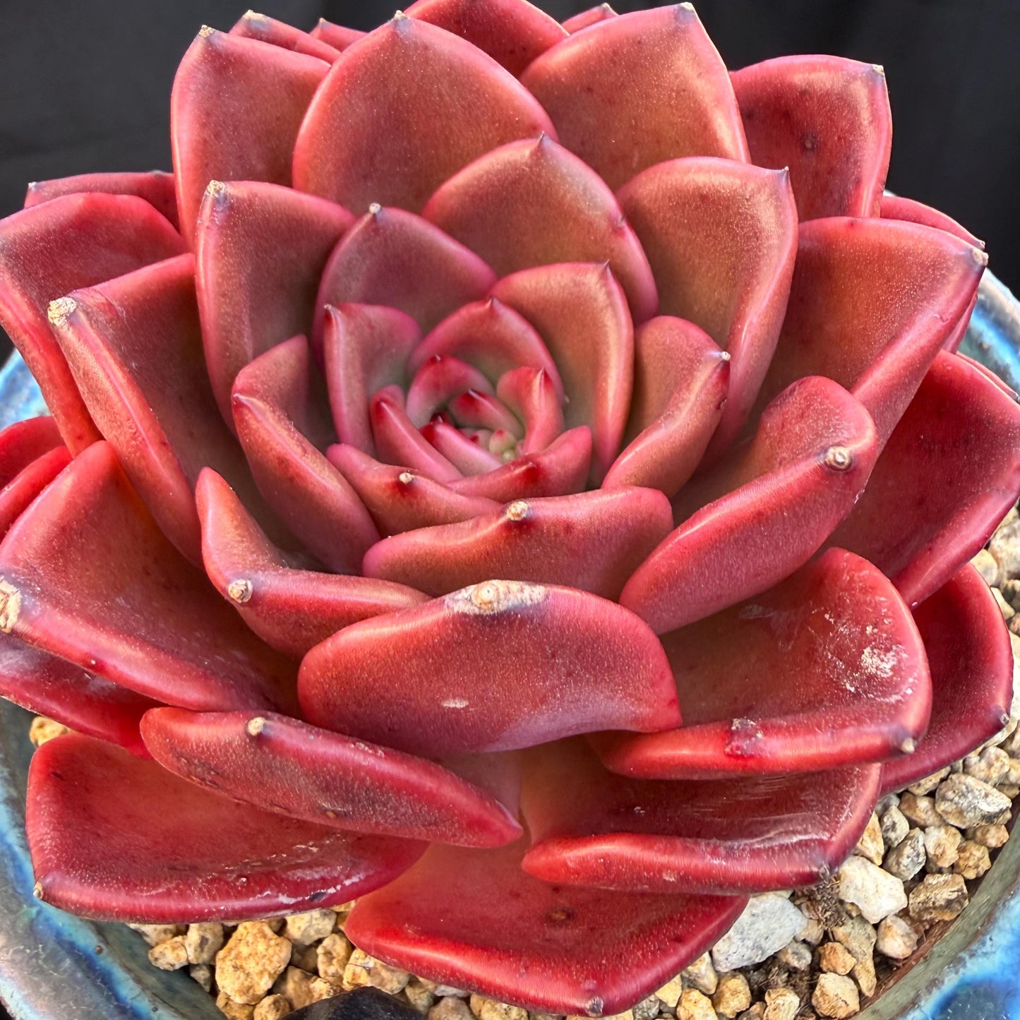 Echeveria  ‘Red spider lily', 3.9inches ,Q11
