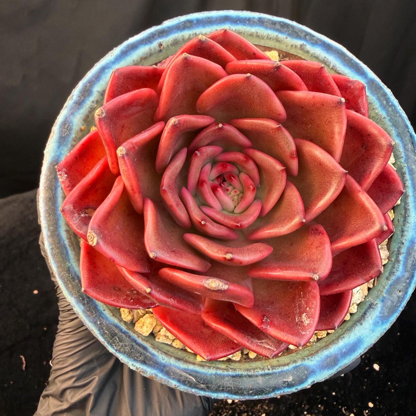 Echeveria  ‘Red spider lily', 3.9inches ,Q11
