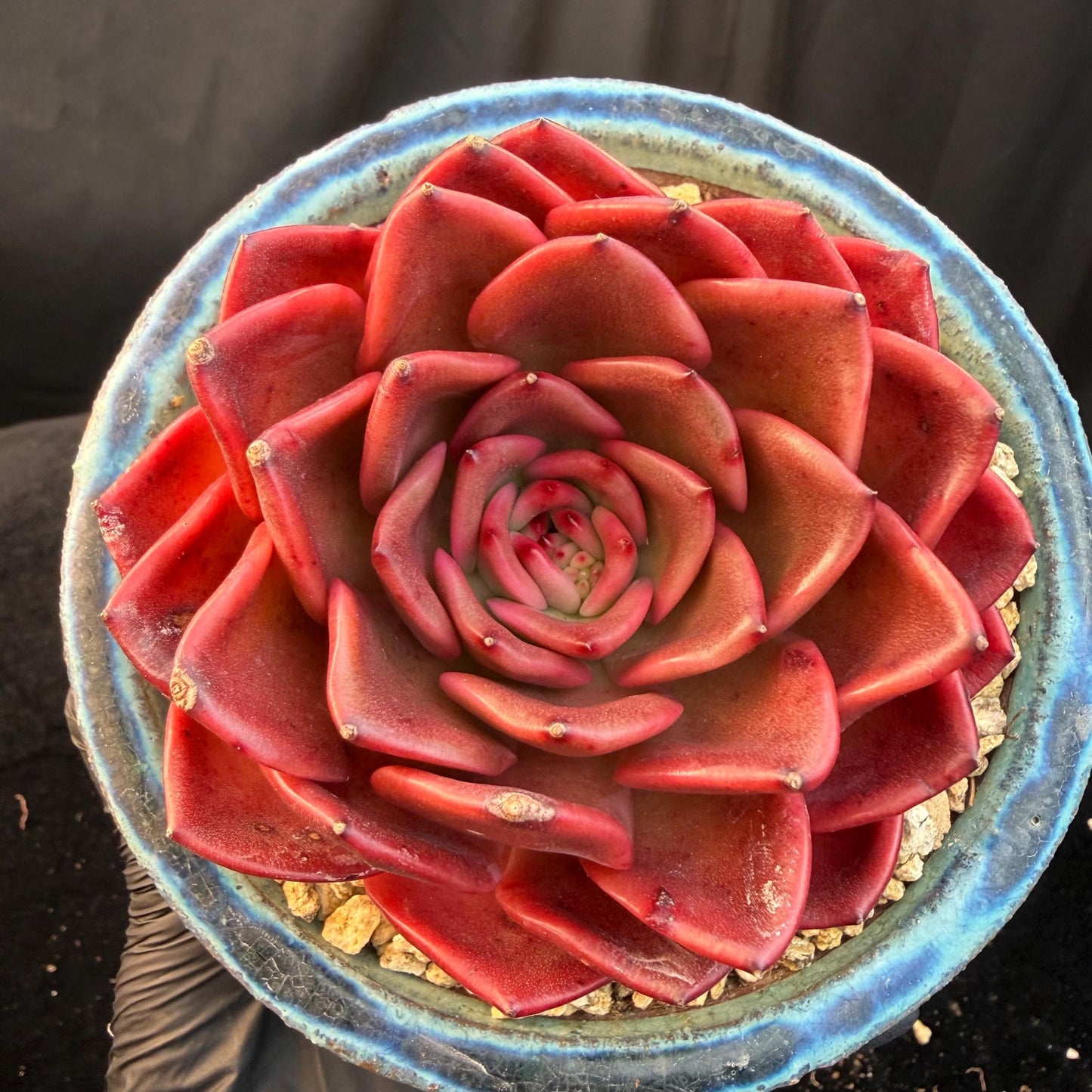 Echeveria  ‘Red spider lily', 3.9inches ,Q11
