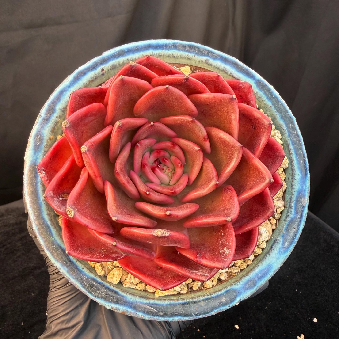 Echeveria  ‘Red spider lily', 3.9inches ,Q11