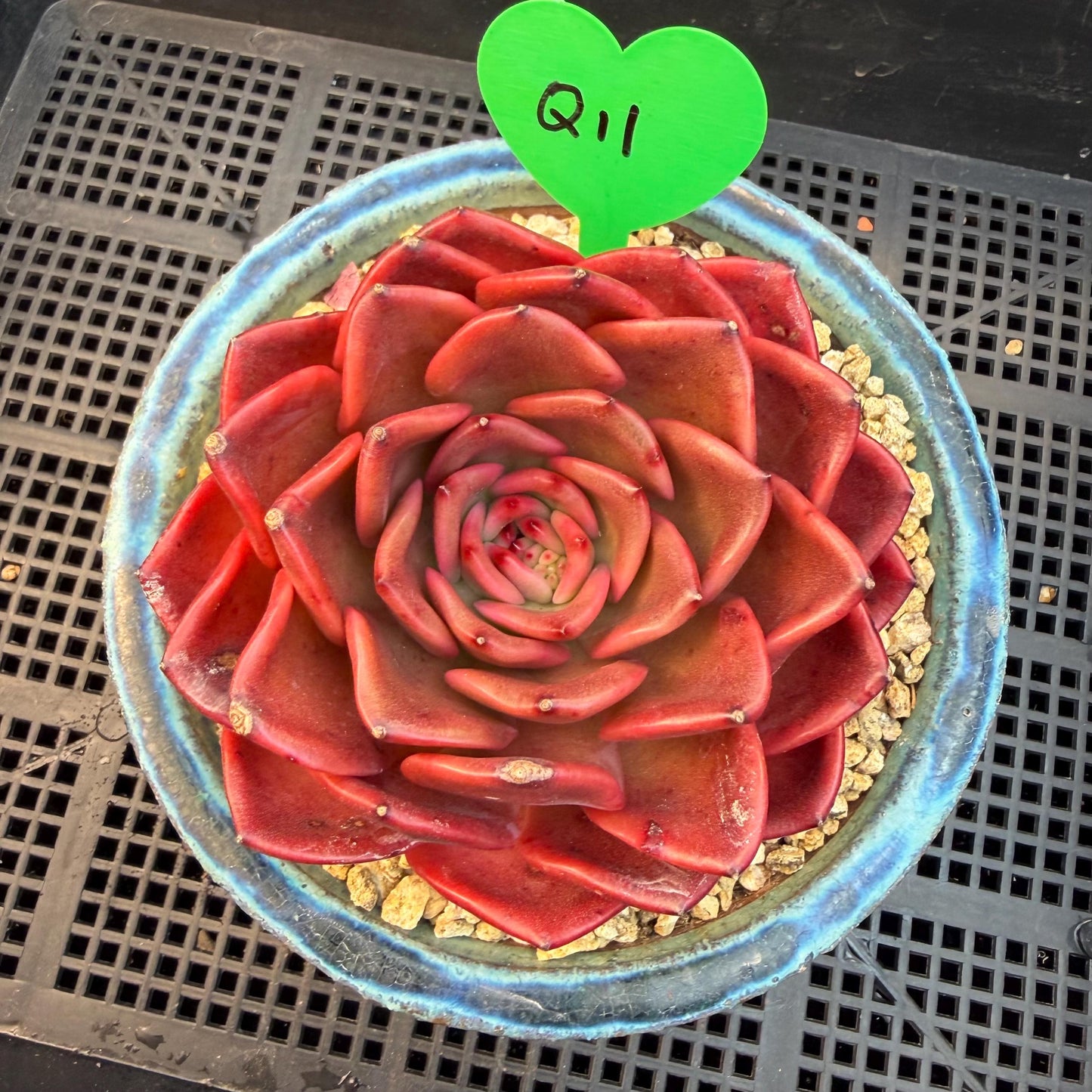 Echeveria  ‘Red spider lily', 3.9inches ,Q11