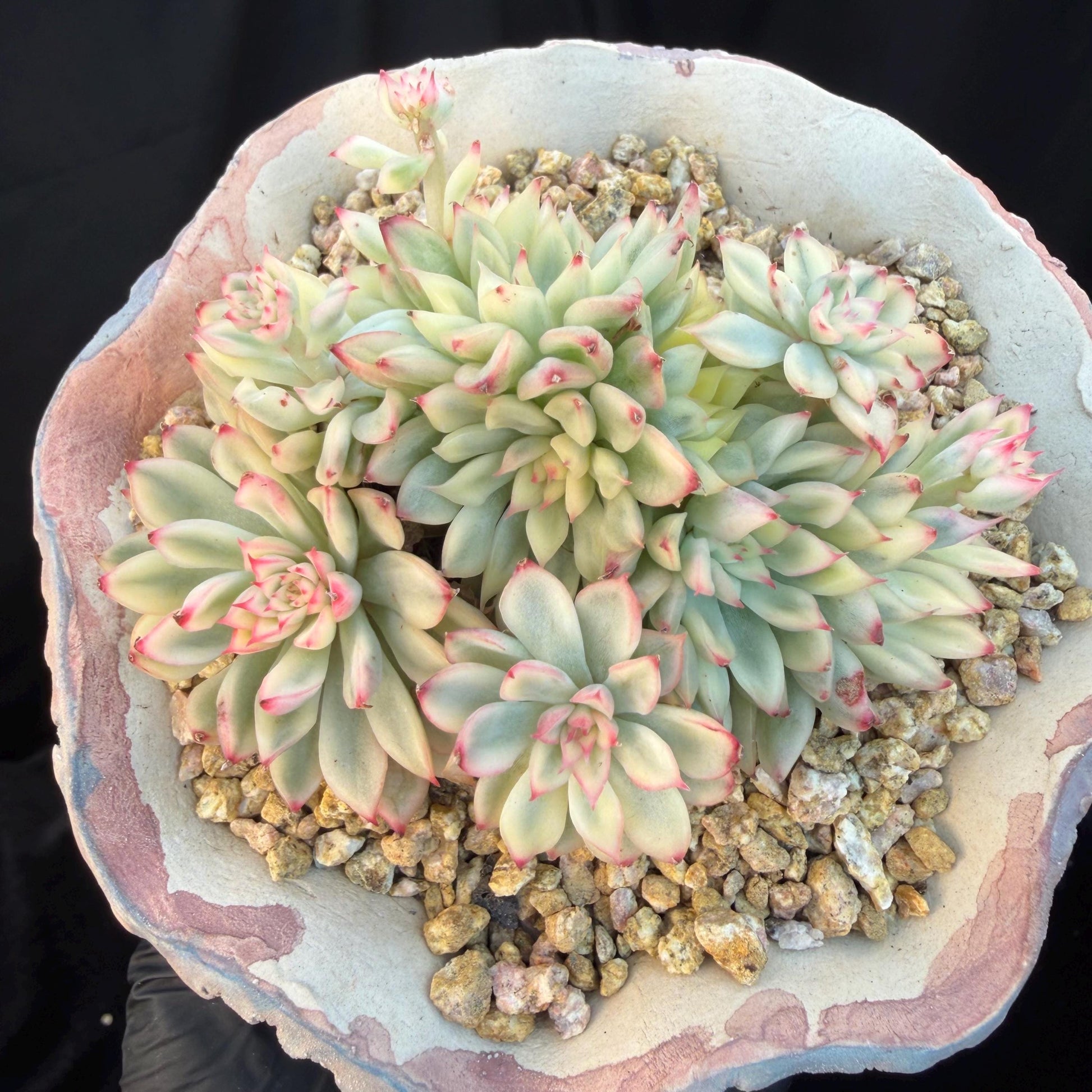 d9478af7-aafe-451e-92a9-8fbf0237cef3