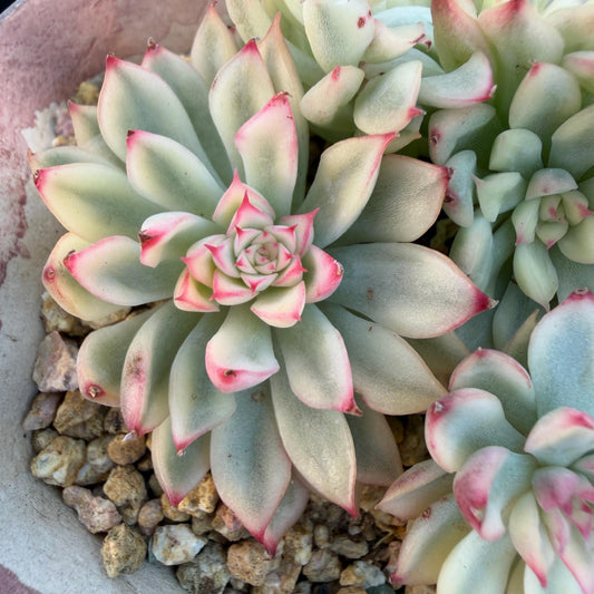 390dc51b-fcc0-4ce6-8bca-bacfb889a575