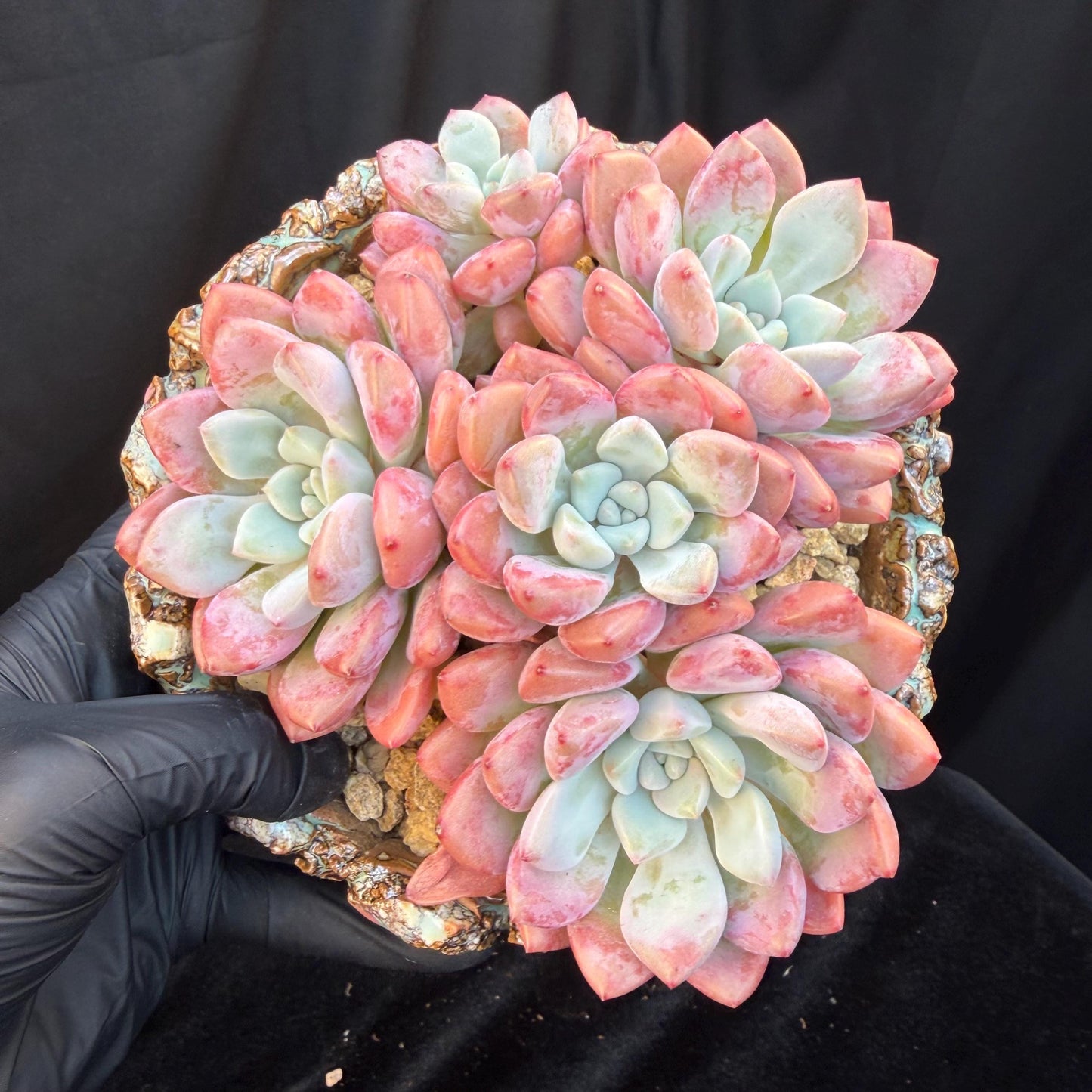 Echeveria  'spotted deer' ,5heads,  4.9inches, Q01