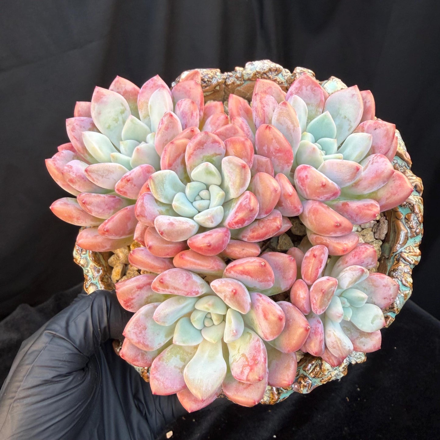 Echeveria  'spotted deer' ,5heads,  4.9inches, Q01