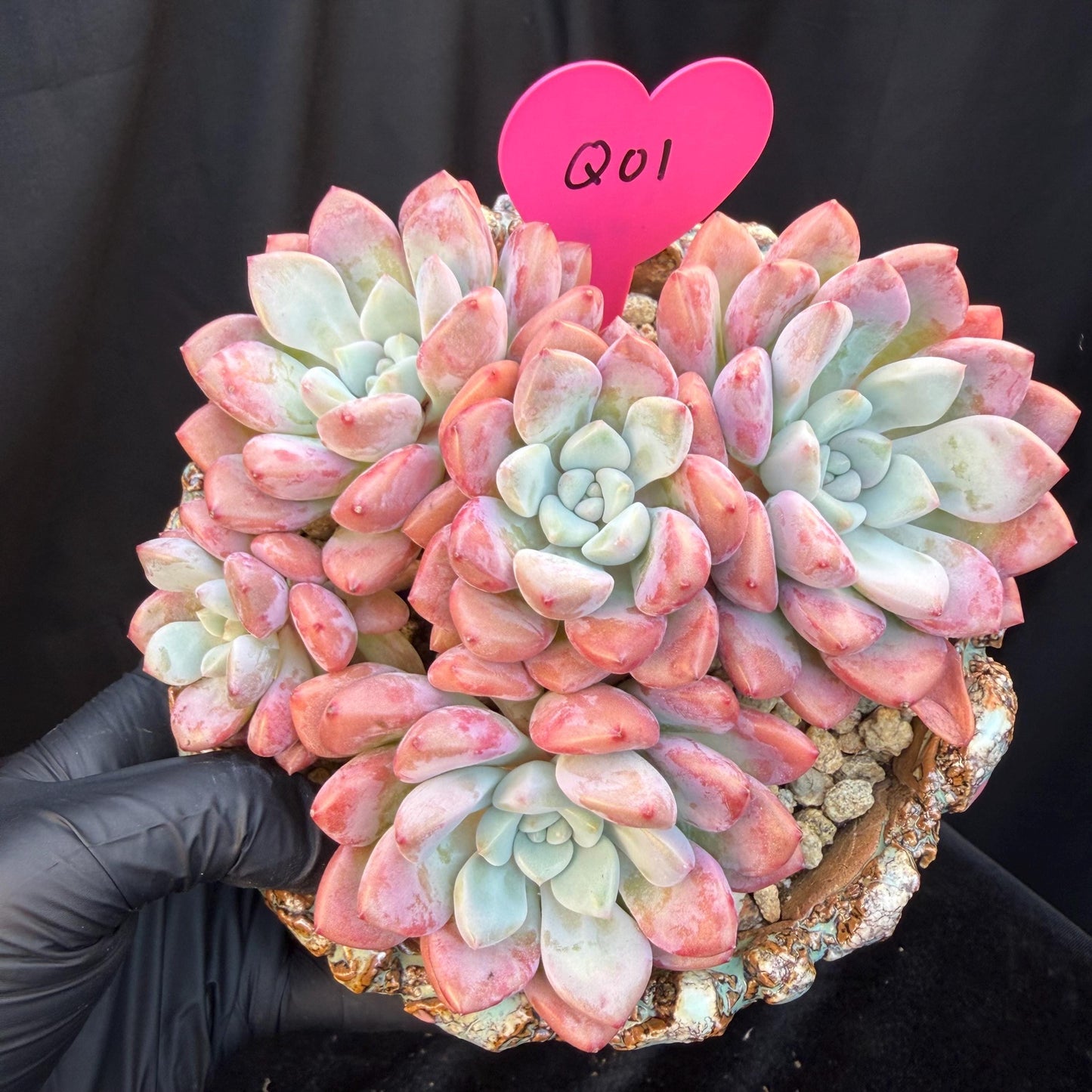 Echeveria  'spotted deer' ,5heads,  4.9inches, Q01