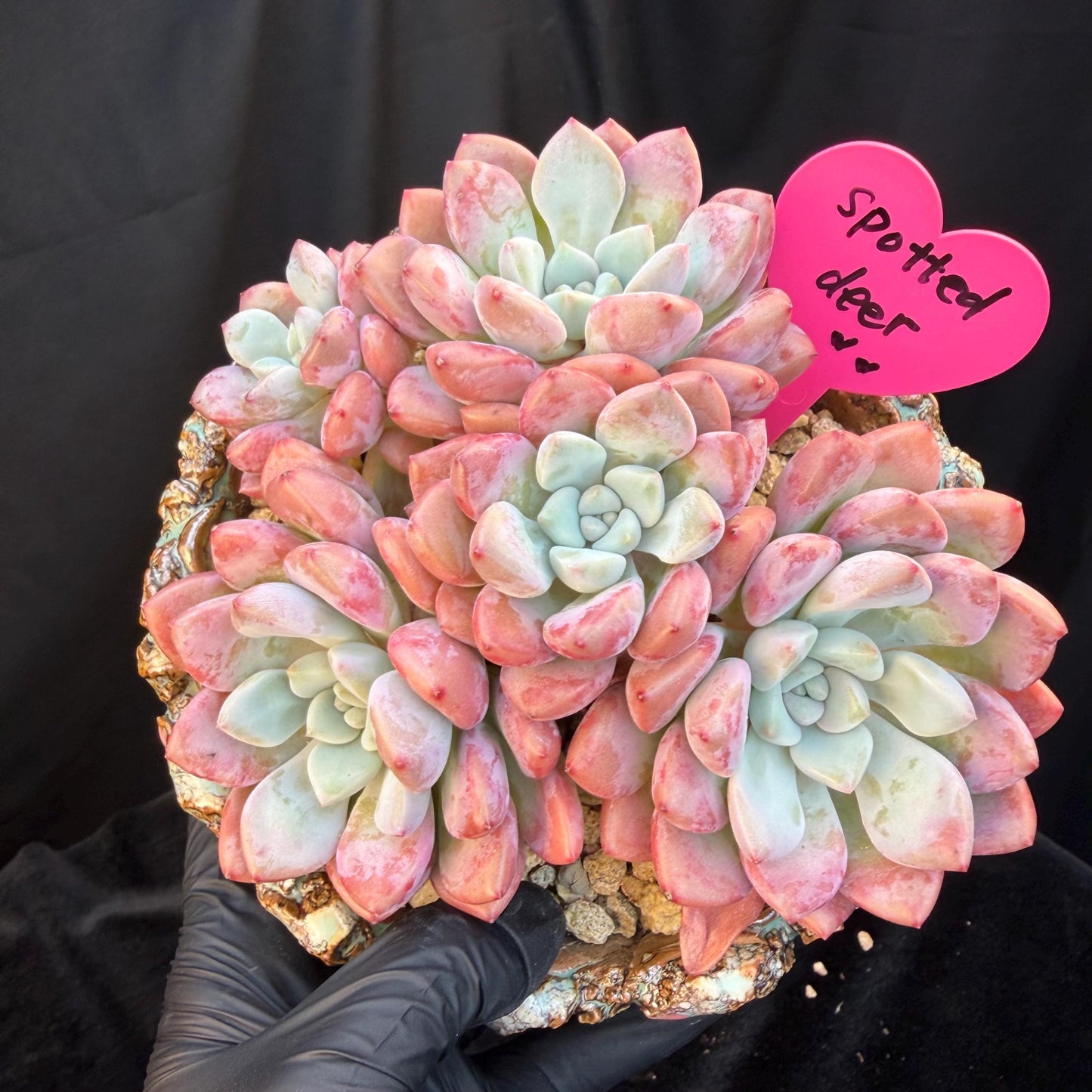 Echeveria  'spotted deer' ,5heads,  4.9inches, Q01