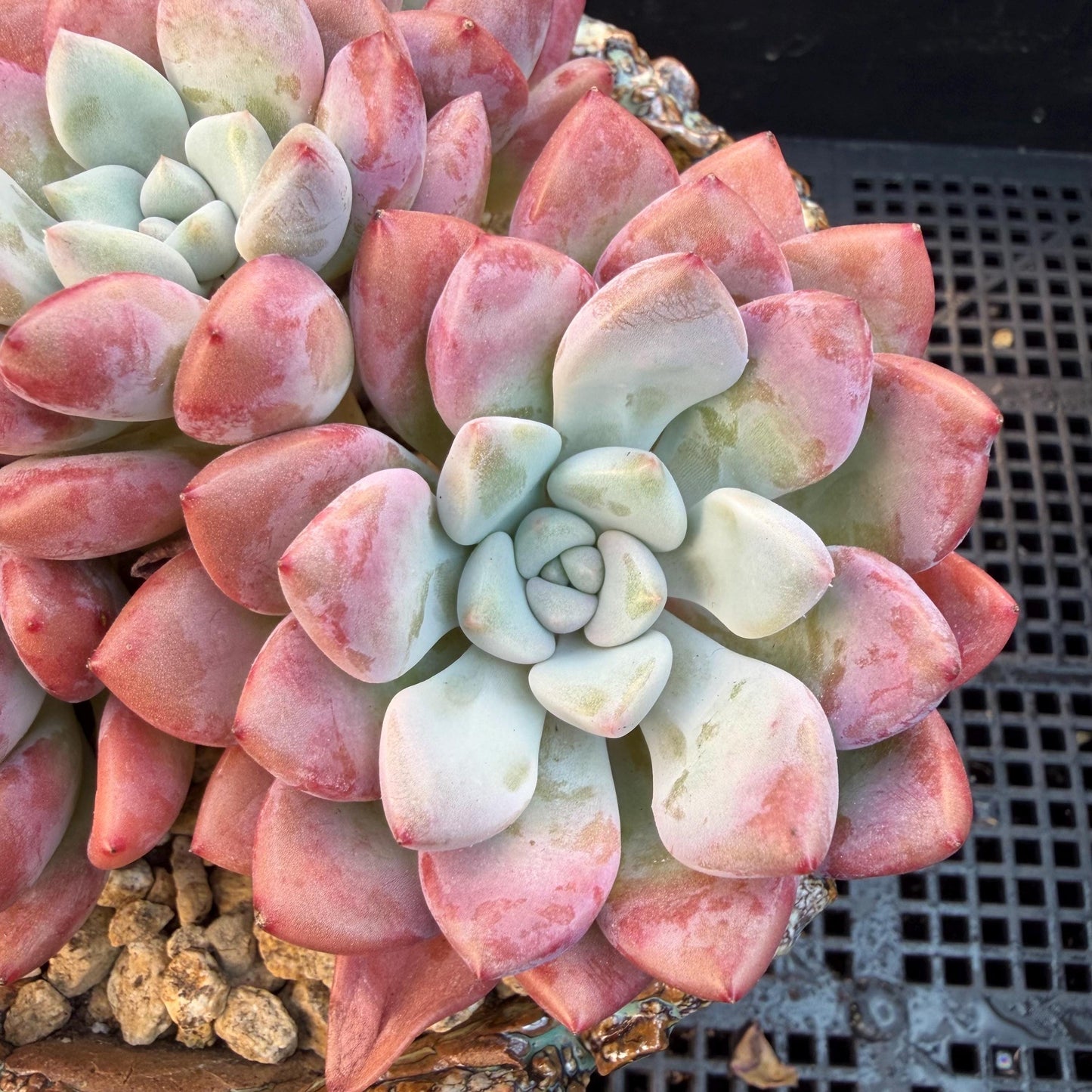 Echeveria  'spotted deer' ,5heads,  4.9inches, Q01