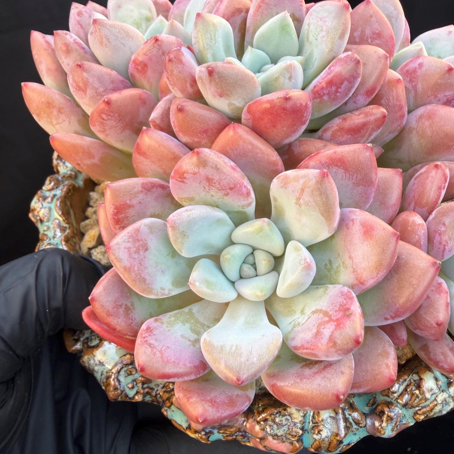 Echeveria  'spotted deer' ,5heads,  4.9inches, Q01