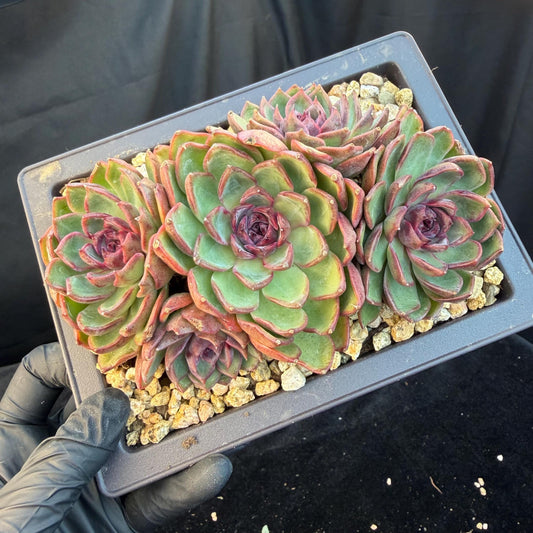 Echeveria  ‘blueberry ', 5inches , Q05