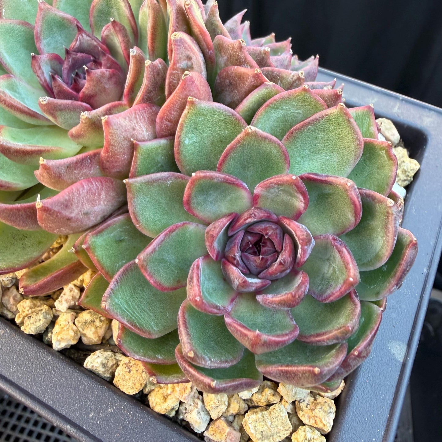 Echeveria  ‘blueberry ', 5inches , Q05