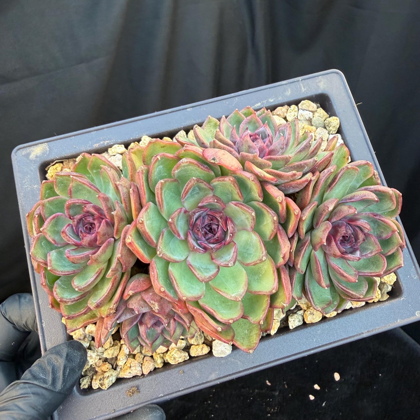 Echeveria  ‘blueberry ', 5inches , Q05