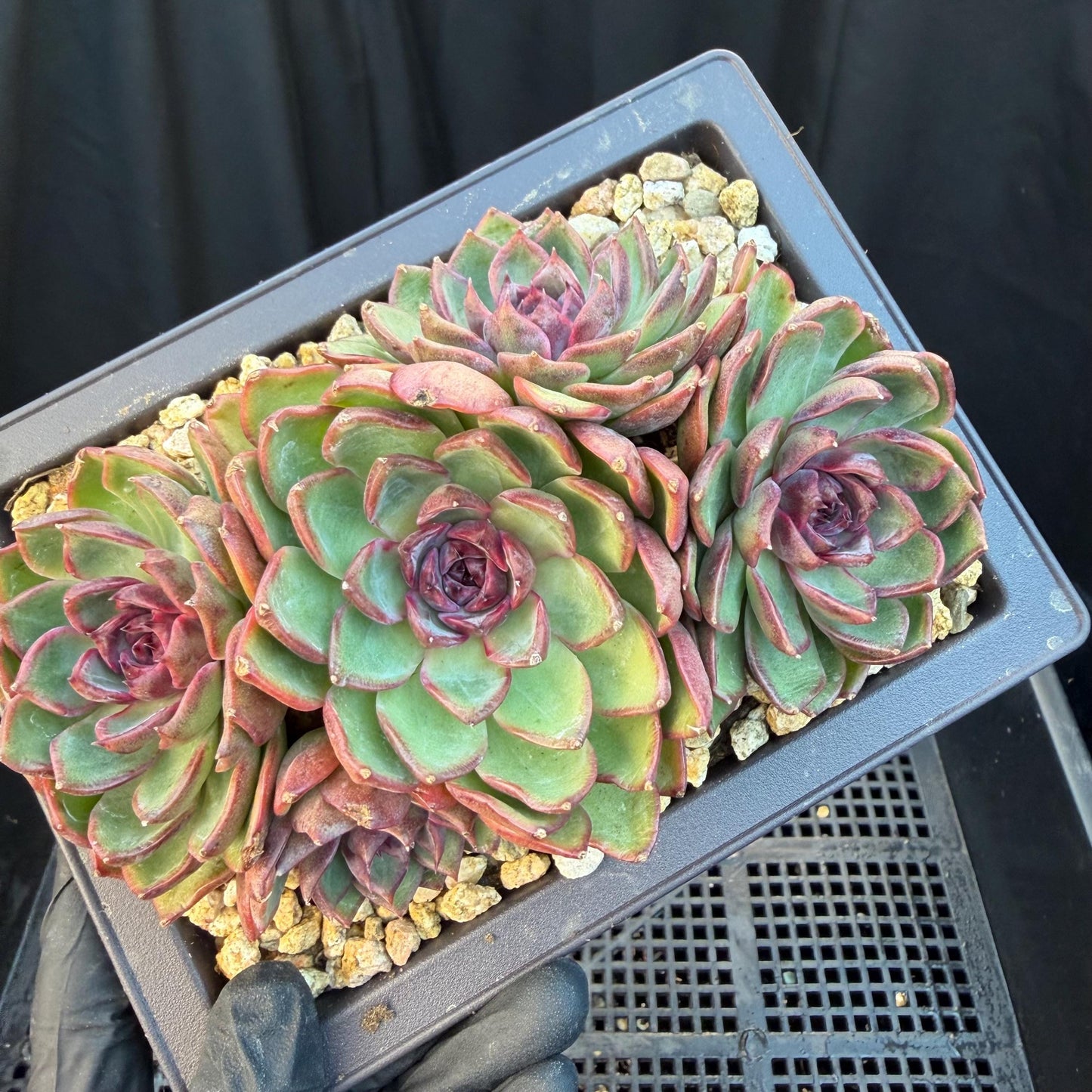 Echeveria  ‘blueberry ', 5inches , Q05