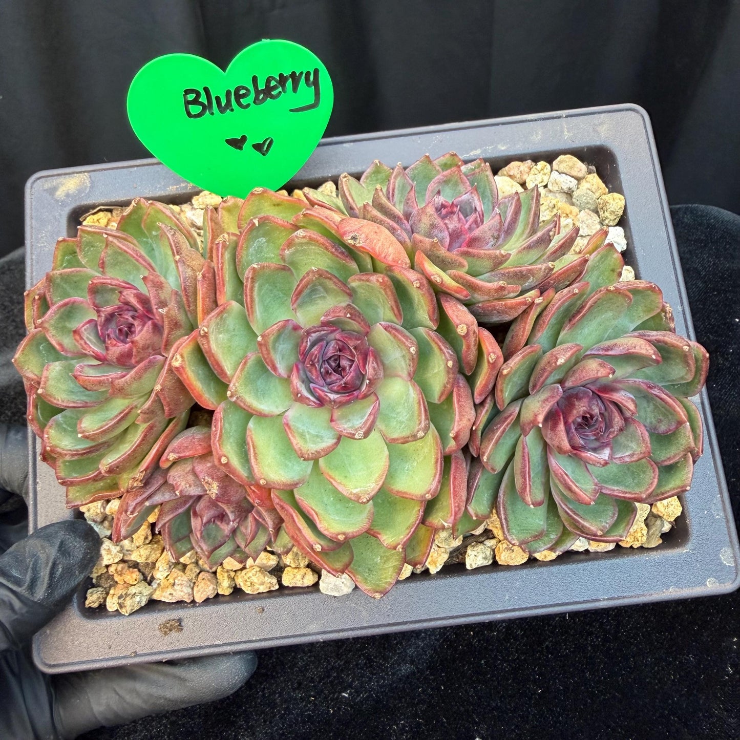 Echeveria  ‘blueberry ', 5inches , Q05