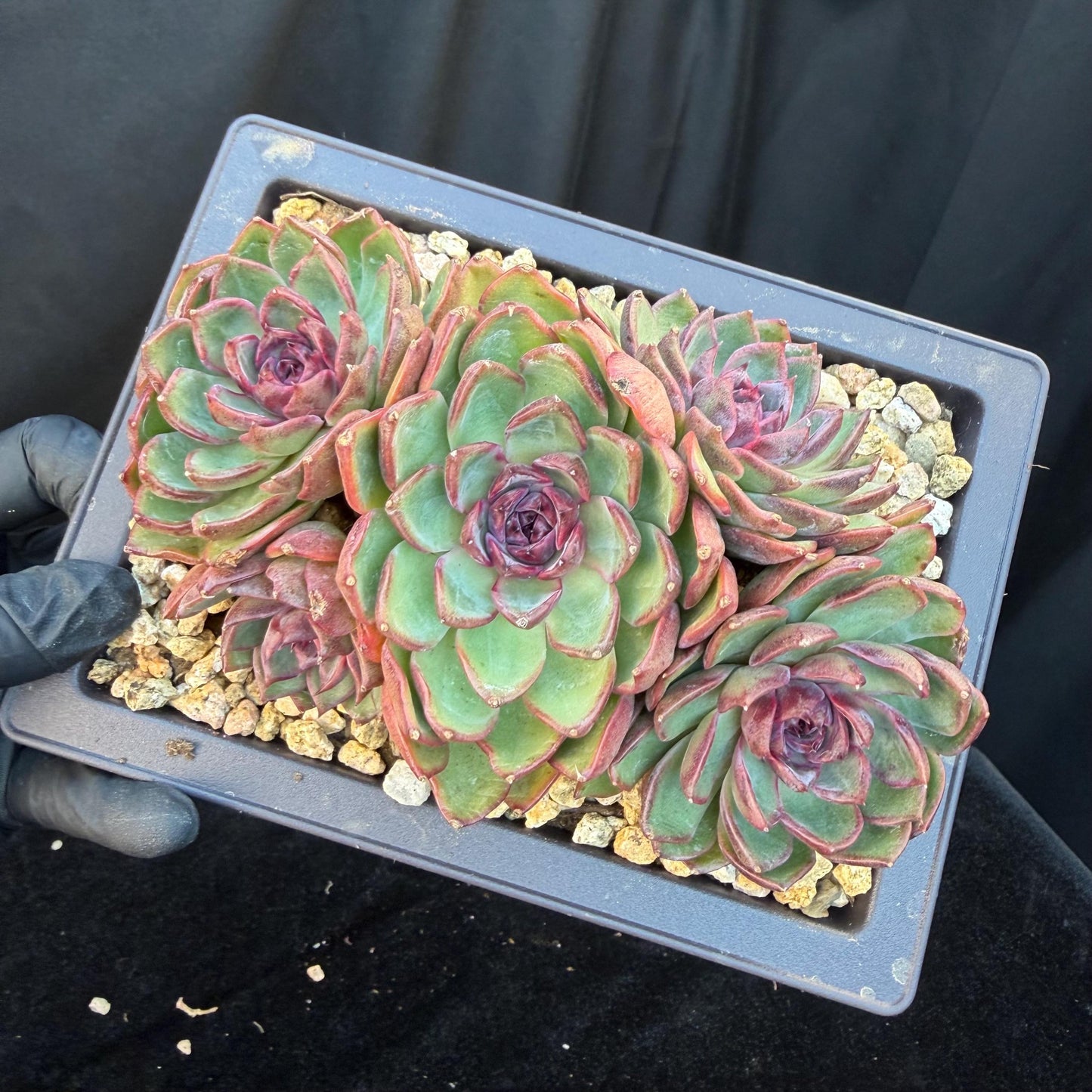 Echeveria  ‘blueberry ', 5inches , Q05