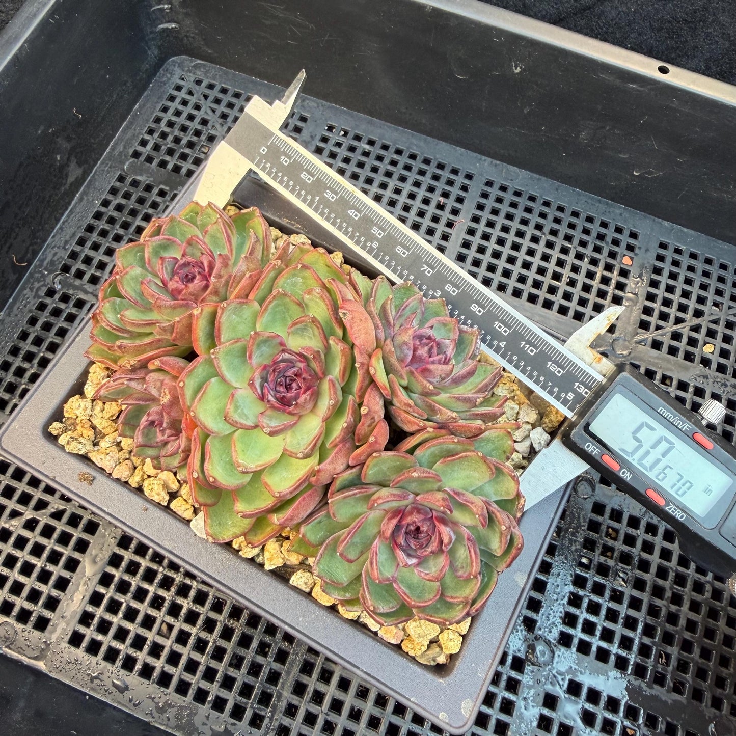 Echeveria  ‘blueberry ', 5inches , Q05