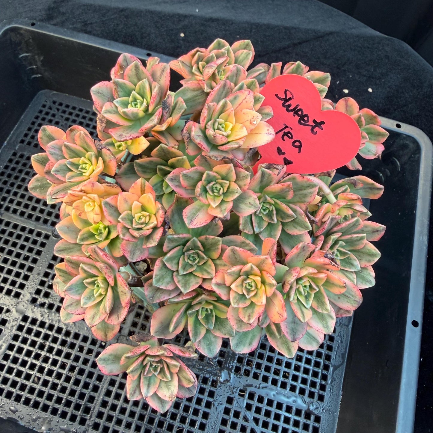 Aeonium' sweet tea ', big cluster, 5.7inches, Q06