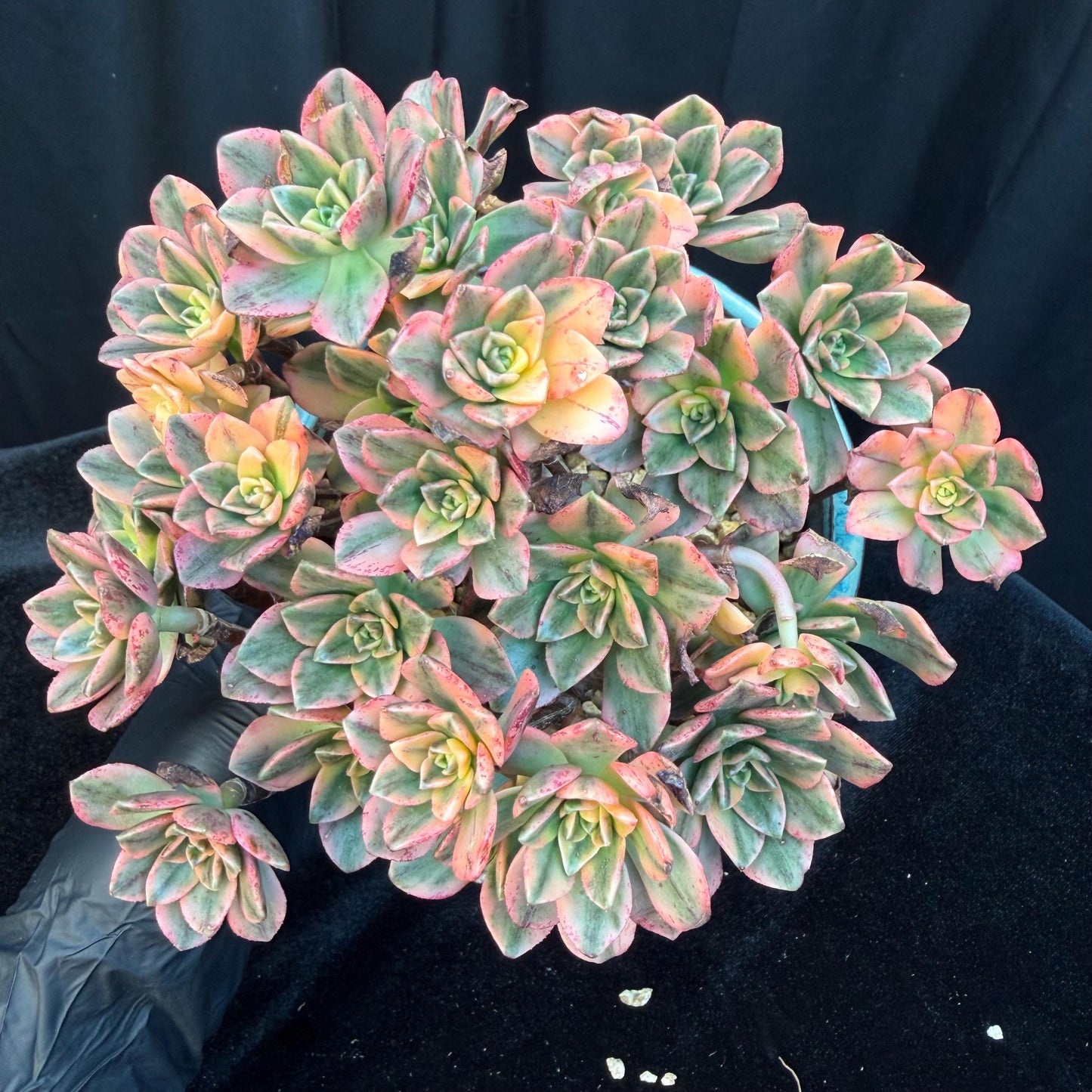 Aeonium' sweet tea ', big cluster, 5.7inches, Q06