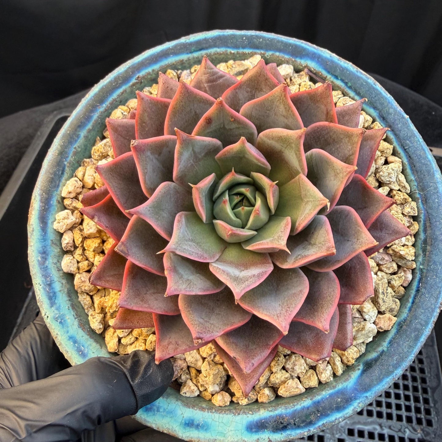 Echeveria  ‘purple flame ’ , singlehead, 3.2inches, Q10