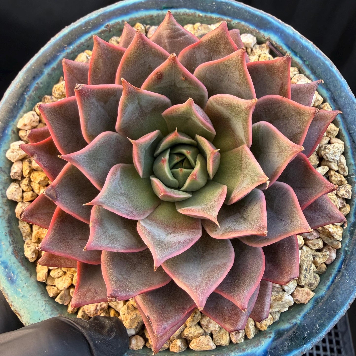 Echeveria  ‘purple flame ’ , singlehead, 3.2inches, Q10
