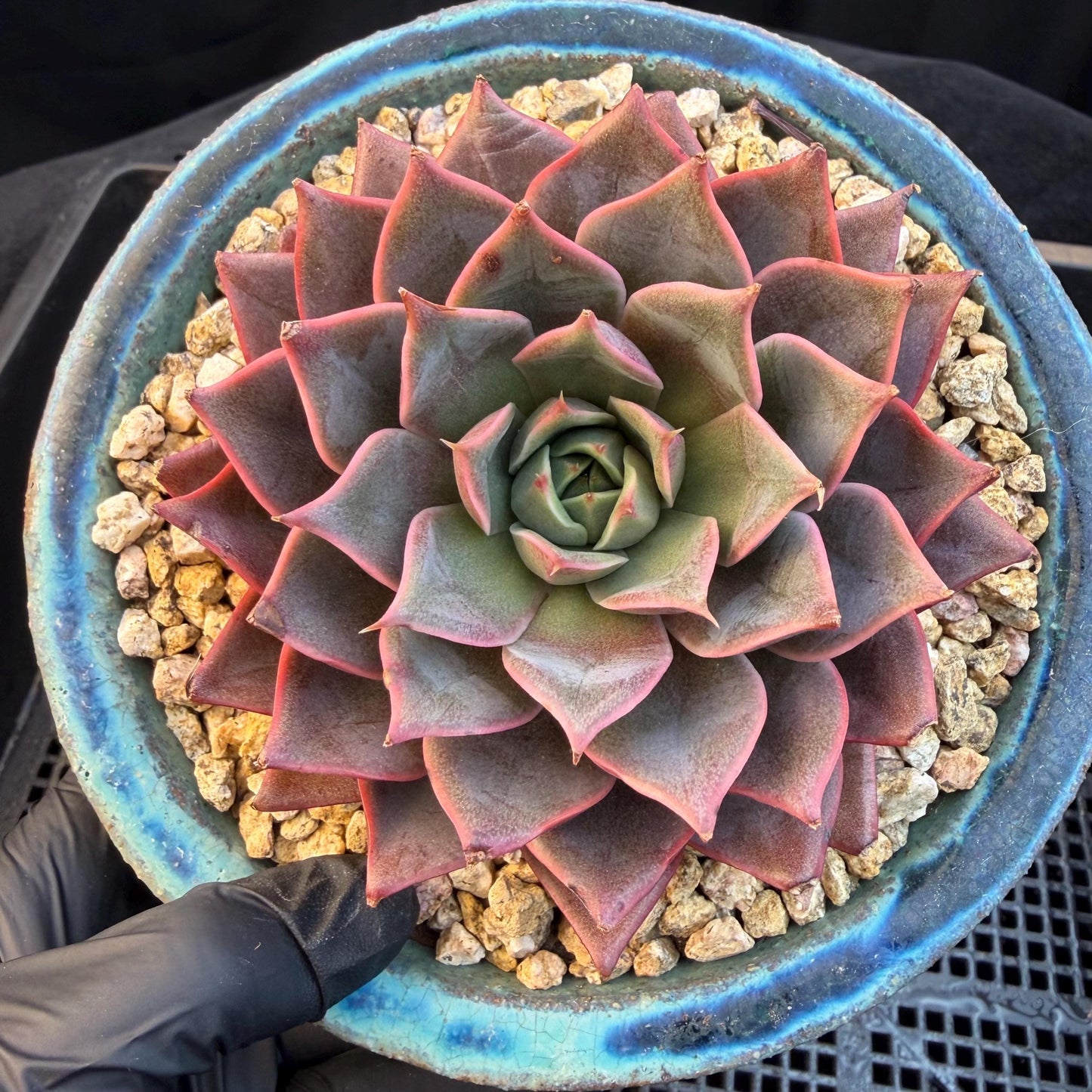 Echeveria  ‘purple flame ’ , singlehead, 3.2inches, Q10