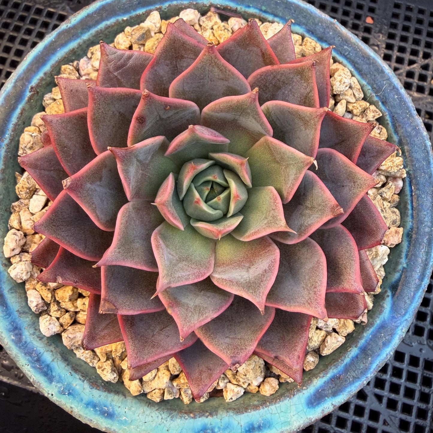 Echeveria  ‘purple flame ’ , singlehead, 3.2inches, Q10