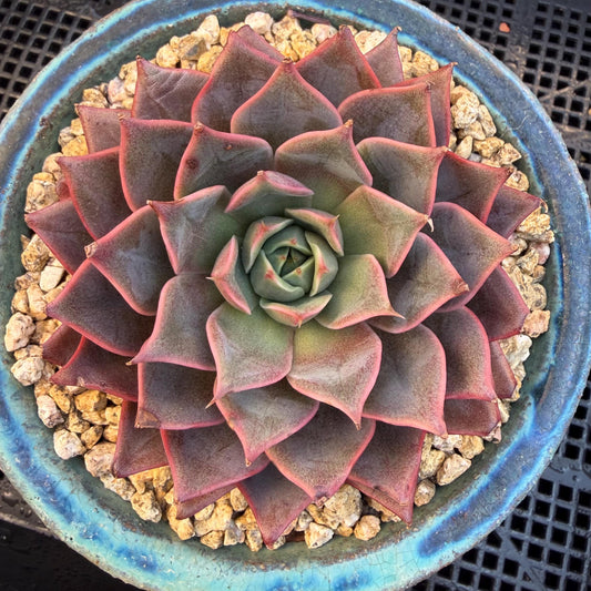 Echeveria  ‘purple flame ’ , singlehead, 3.2inches, Q10