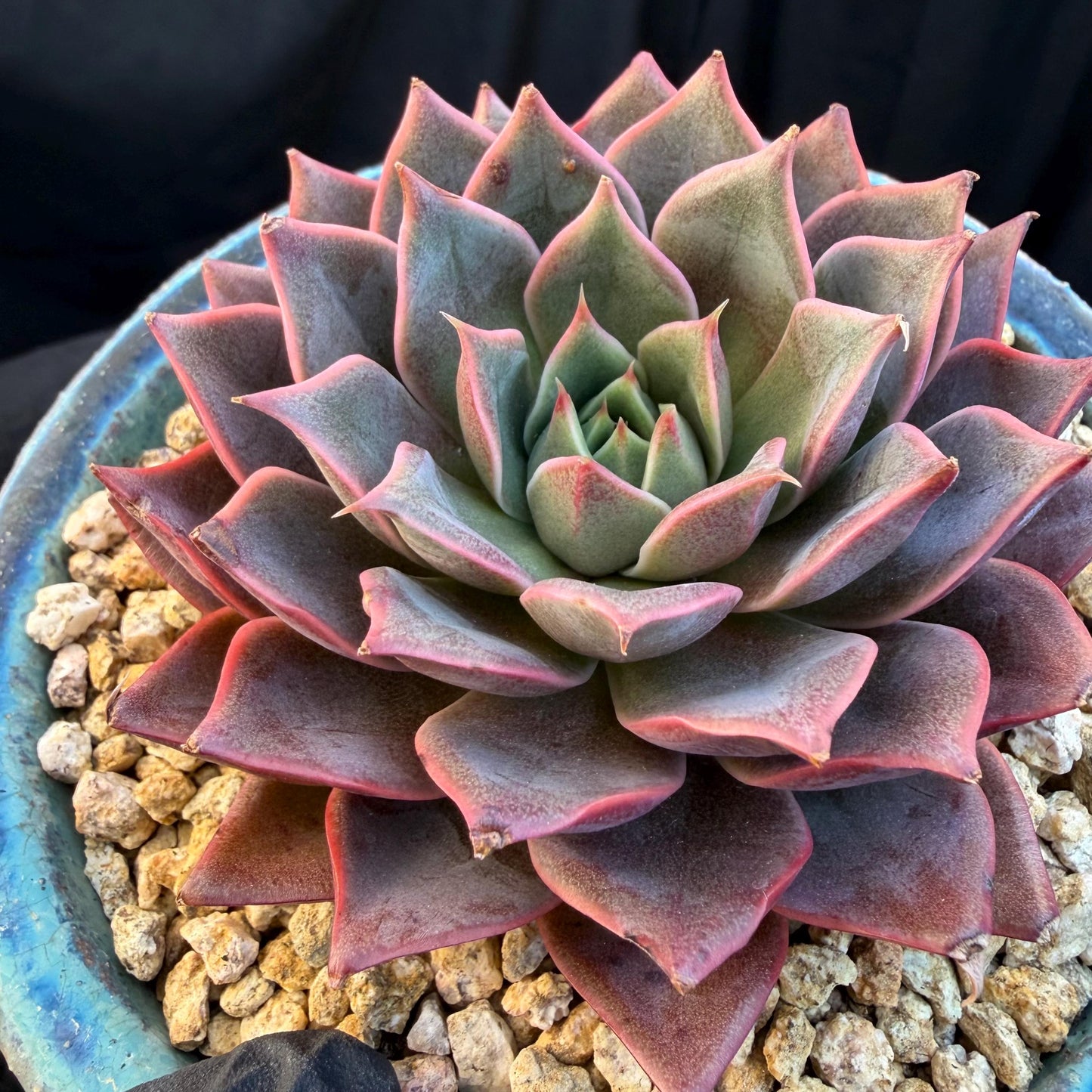Echeveria  ‘purple flame ’ , singlehead, 3.2inches, Q10