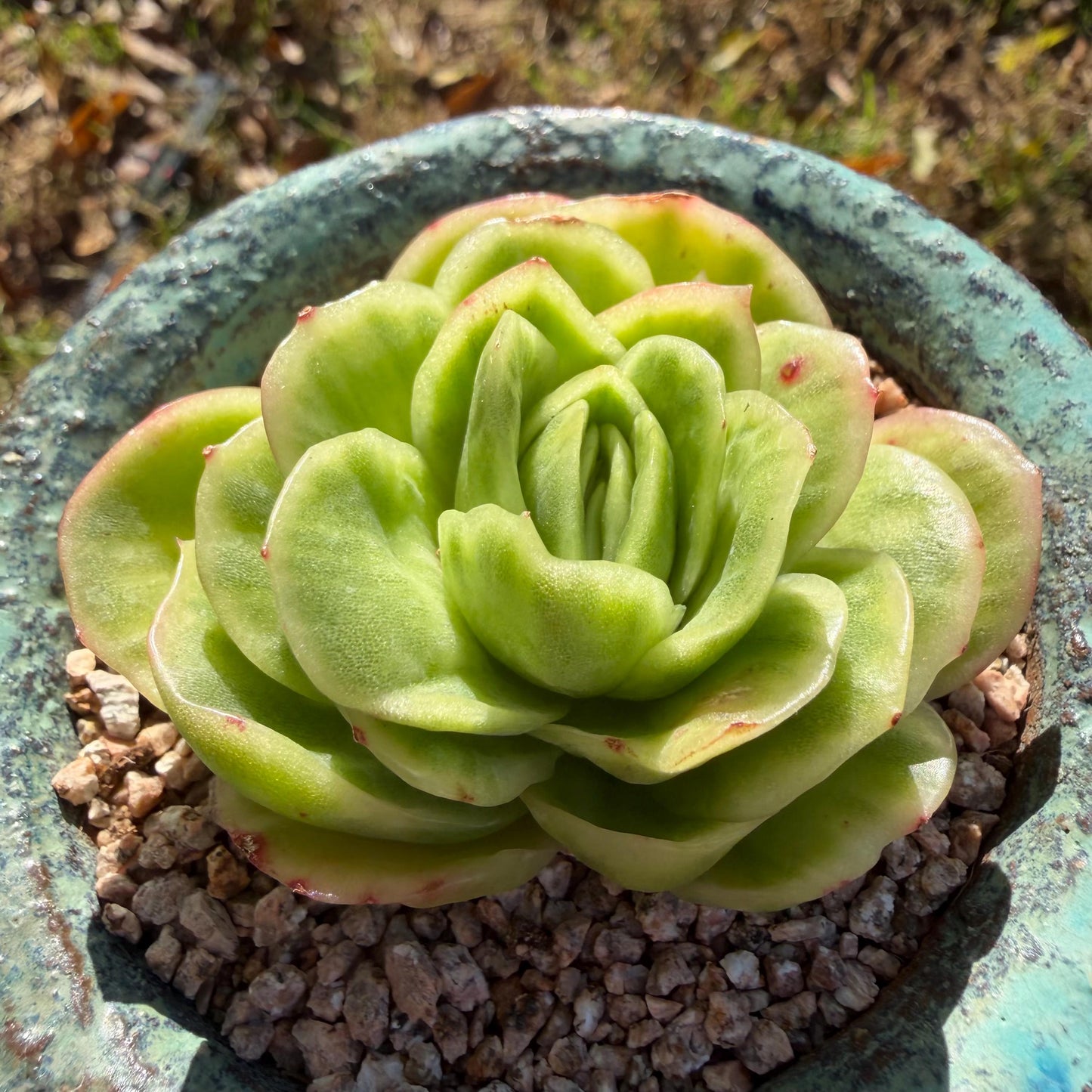 Echeveria  ‘ice rose variegated ', 2.4inches ,J02