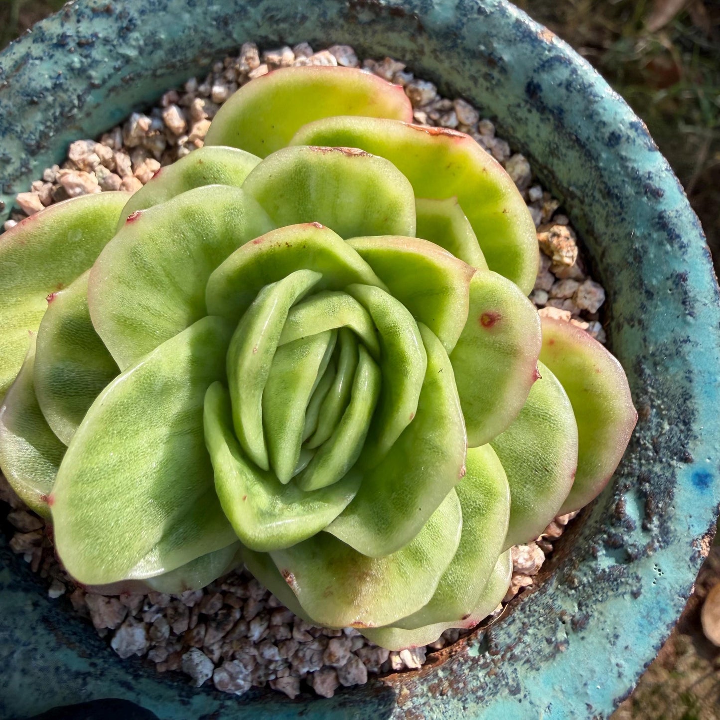 Echeveria  ‘ice rose variegated ', 2.4inches ,J02