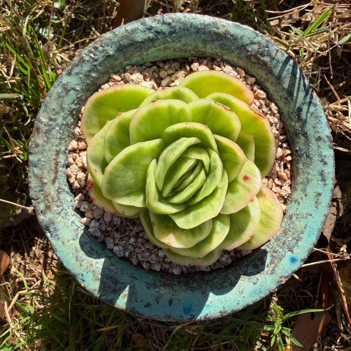 Echeveria  ‘ice rose variegated ', 2.4inches ,J02