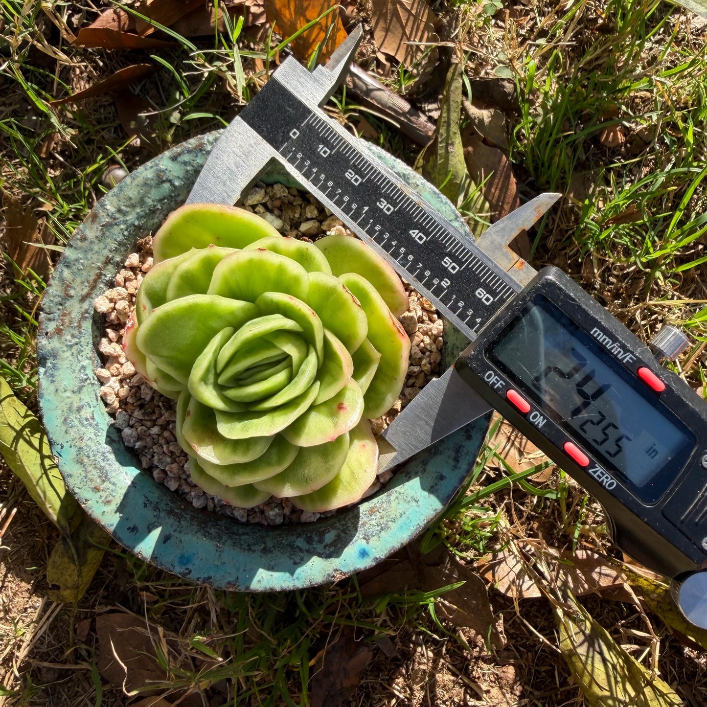 Echeveria  ‘ice rose variegated ', 2.4inches ,J02