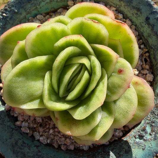 Echeveria  ‘ice rose variegated ', 2.4inches ,J02