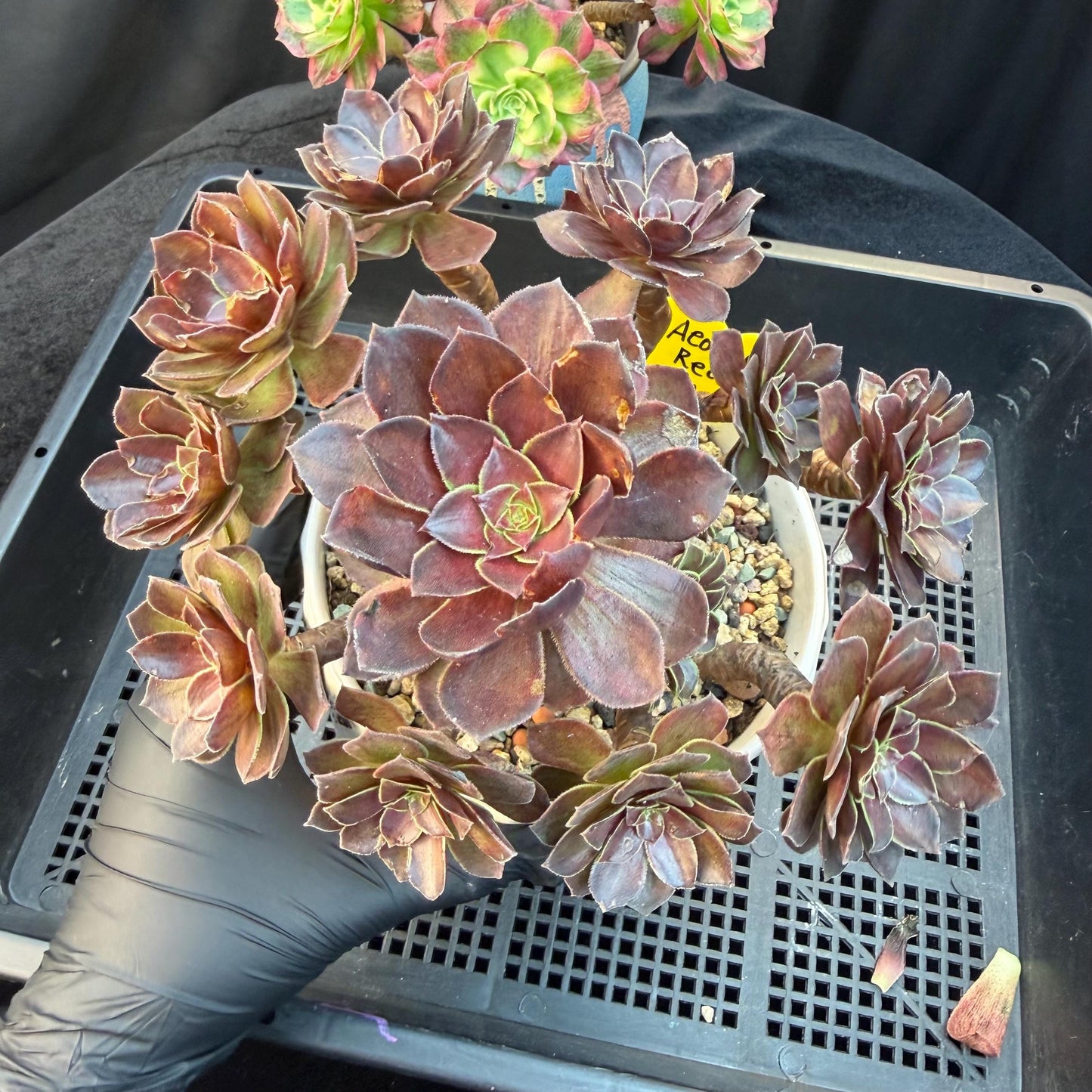 Aeonium'Red Lotus’ big cluster, 6.1inches , H02