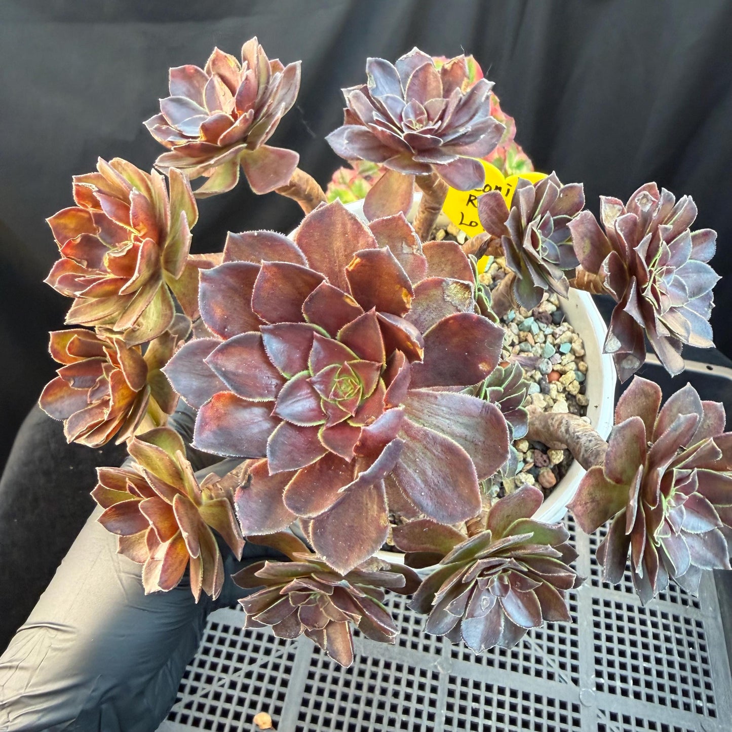 Aeonium'Red Lotus’ big cluster, 6.1inches , H02