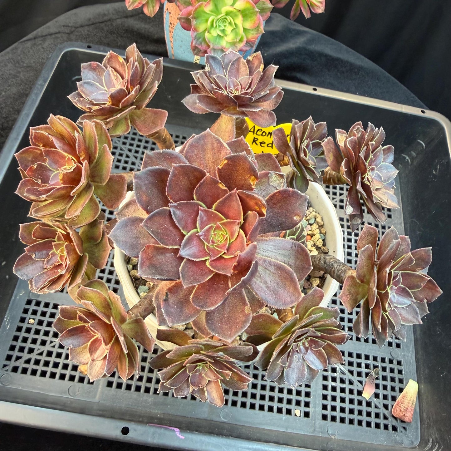 Aeonium'Red Lotus’ big cluster, 6.1inches , H02