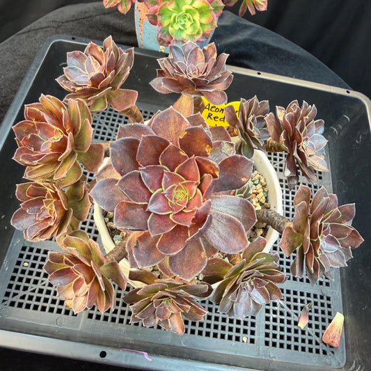 Aeonium'Red Lotus’ big cluster, 6.1inches , H02