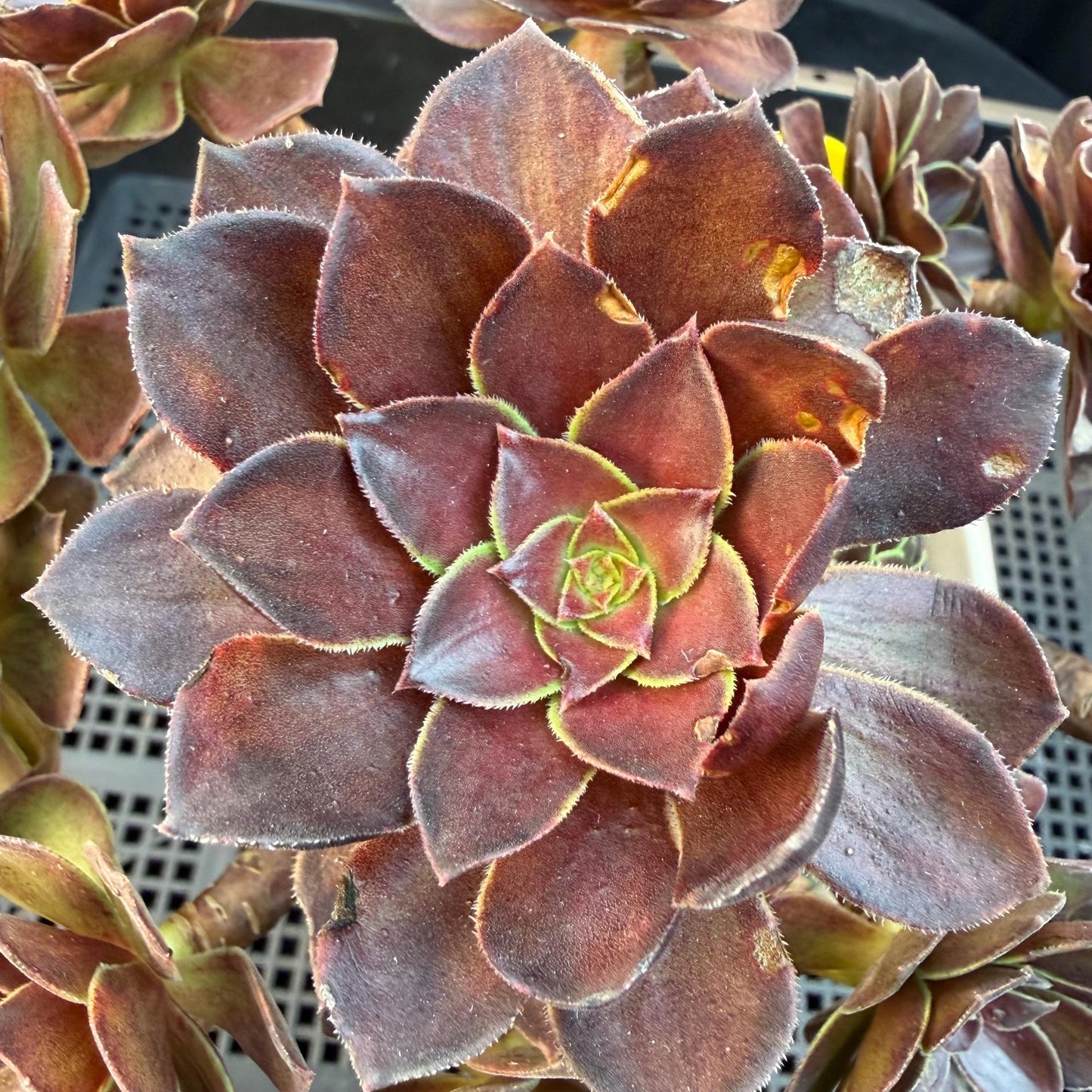 Aeonium'Red Lotus’ big cluster, 6.1inches , H02