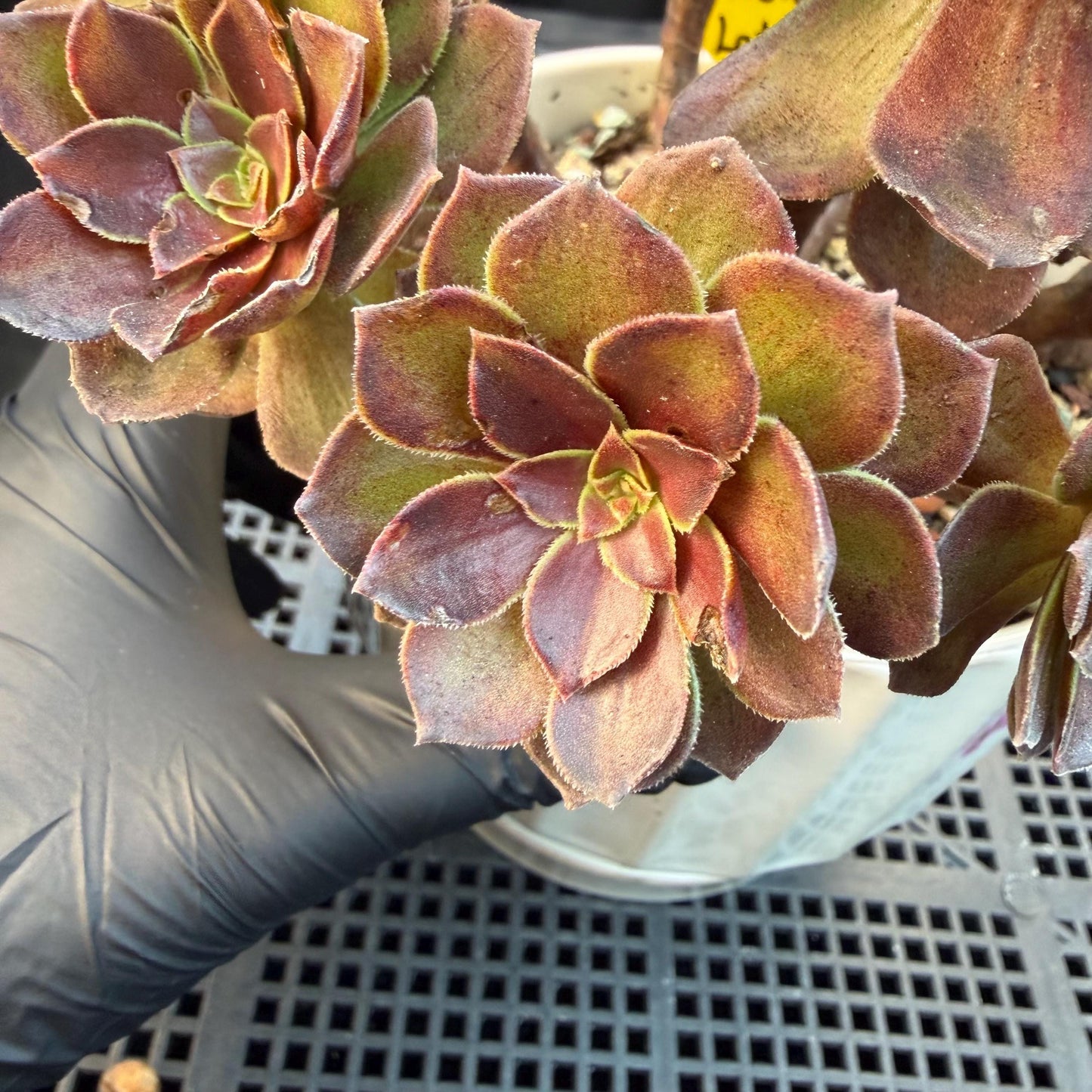 Aeonium'Red Lotus’ big cluster, 6.1inches , H02