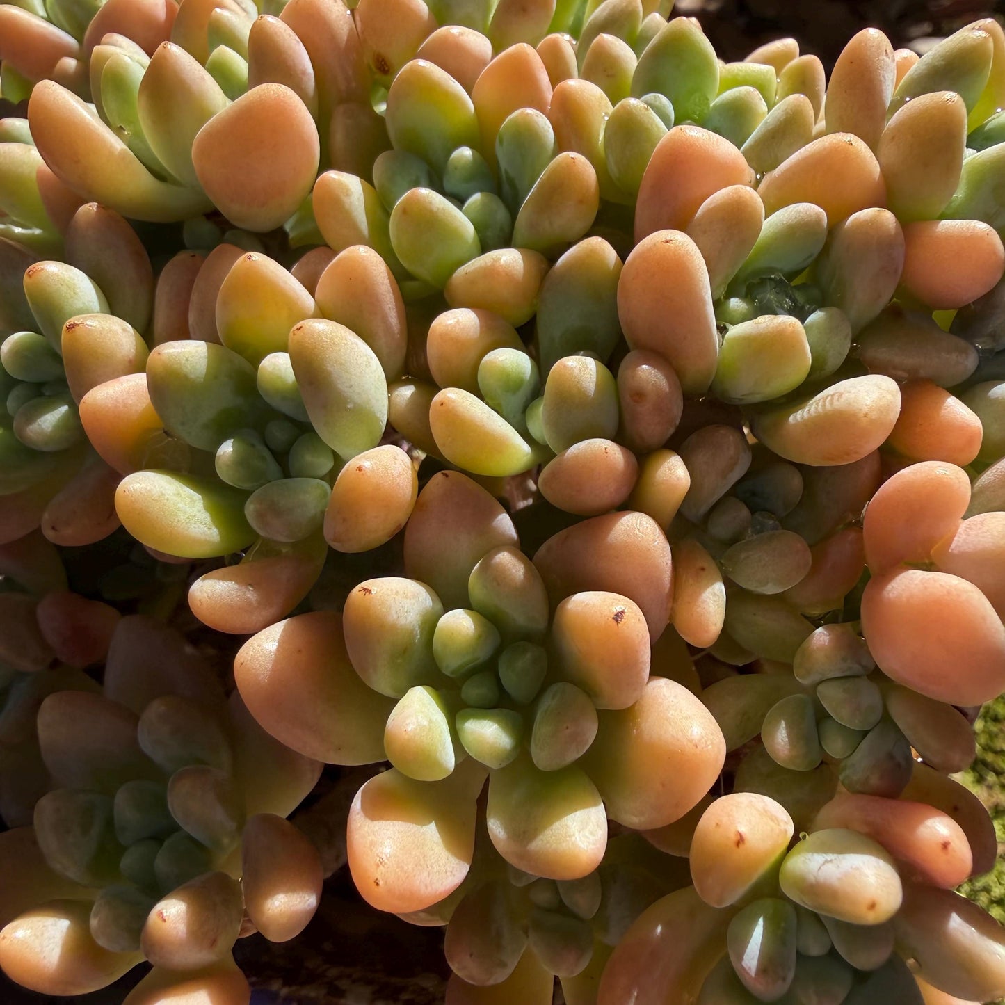 Echeveria  ‘cheese cake. ’,  5inches, I04