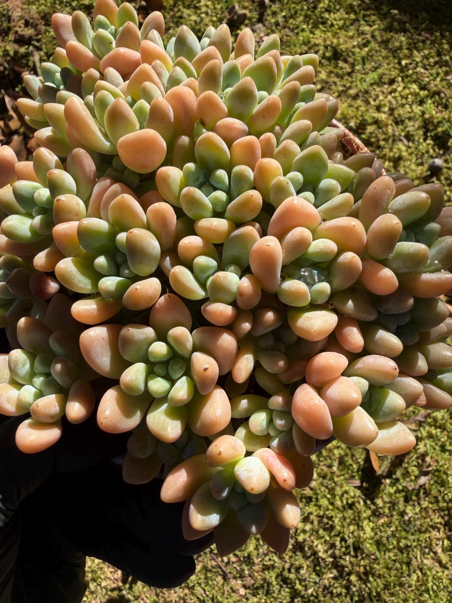 Echeveria  ‘cheese cake. ’,  5inches, I04