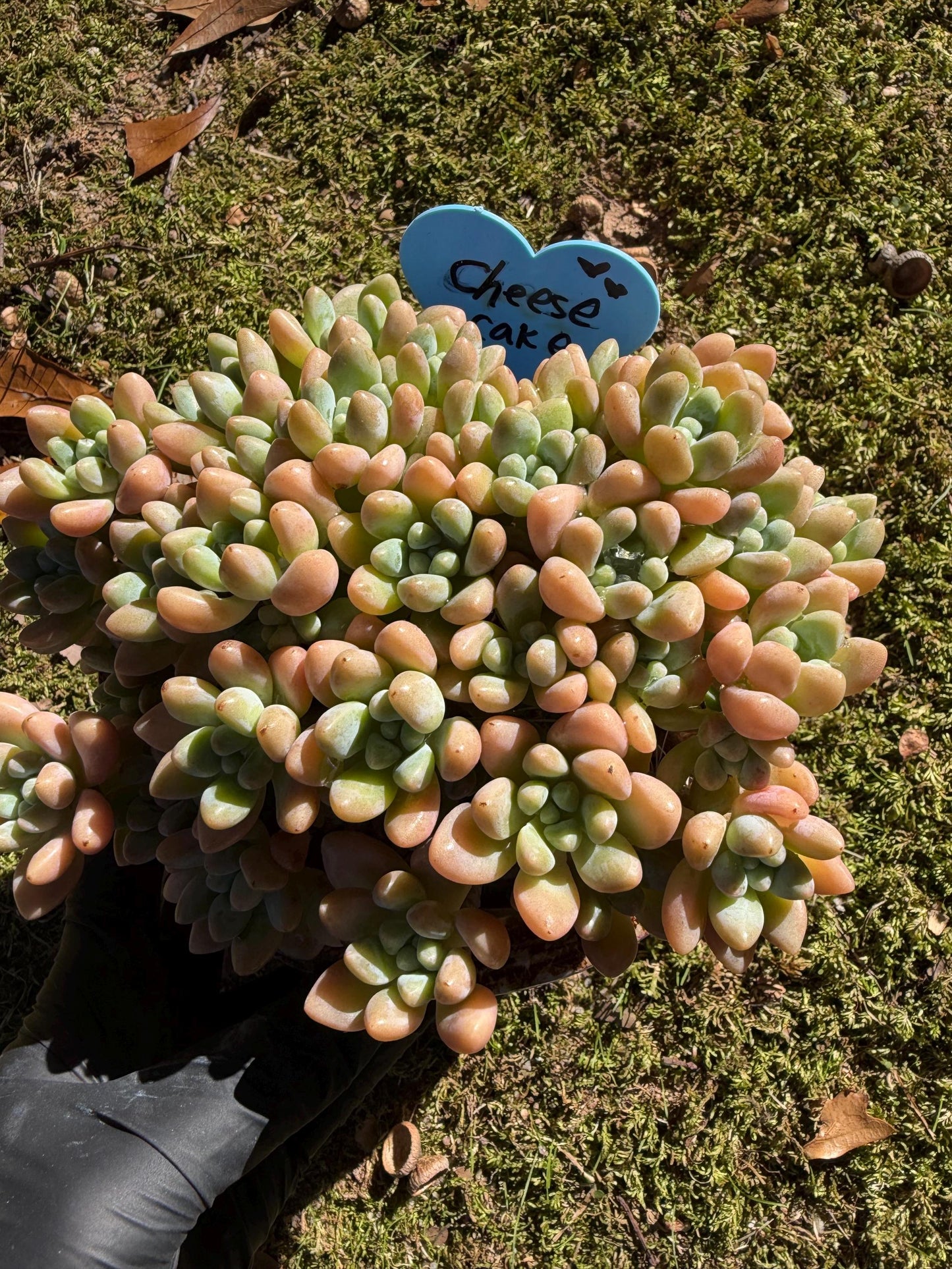 Echeveria  ‘cheese cake. ’,  5inches, I04