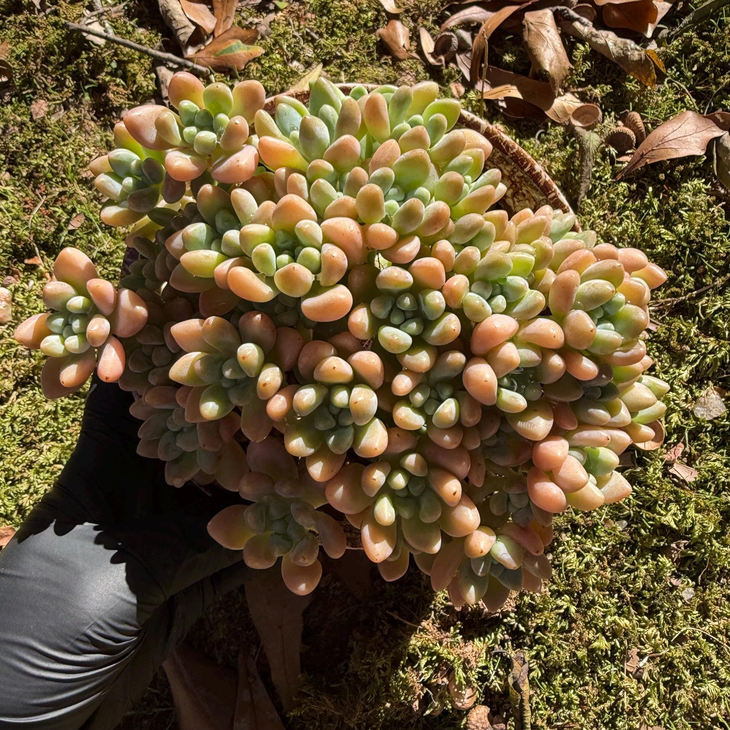 Echeveria  ‘cheese cake. ’,  5inches, I04