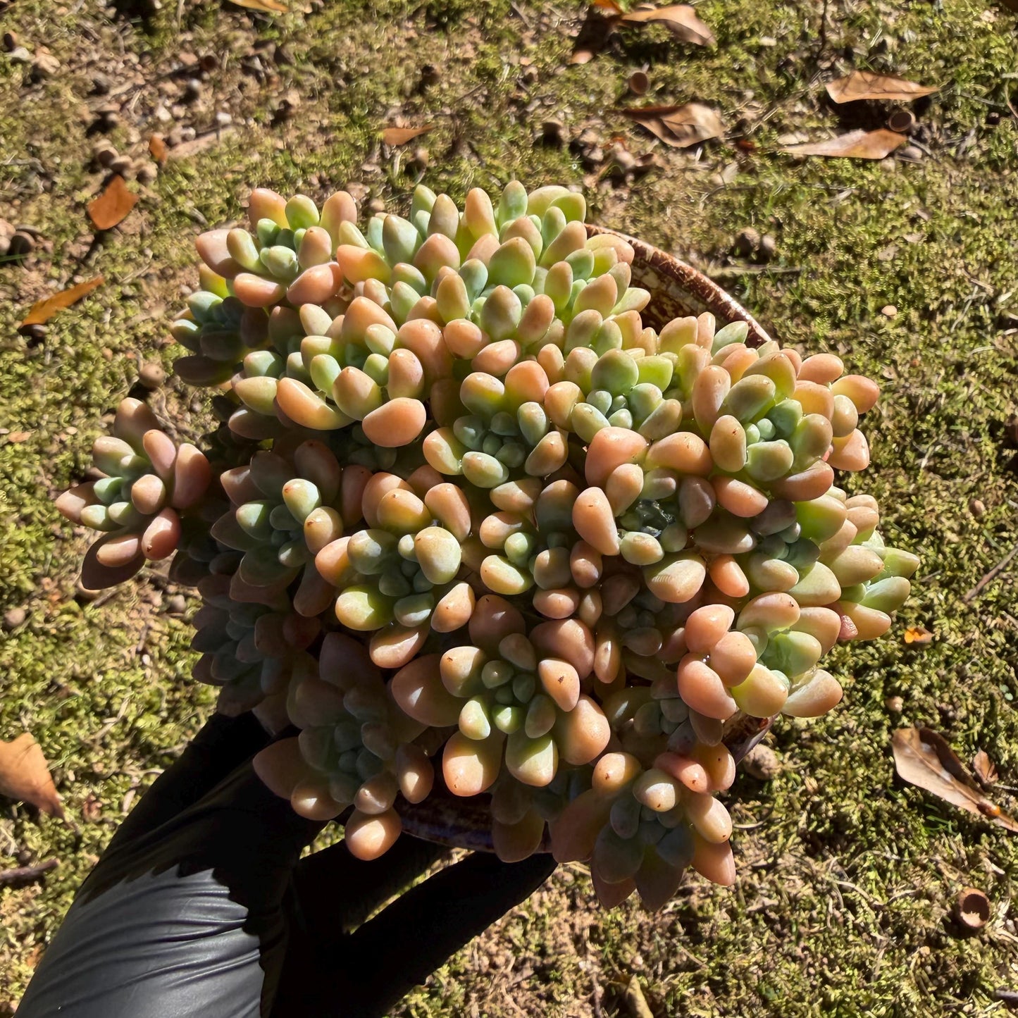 Echeveria  ‘cheese cake. ’,  5inches, I04
