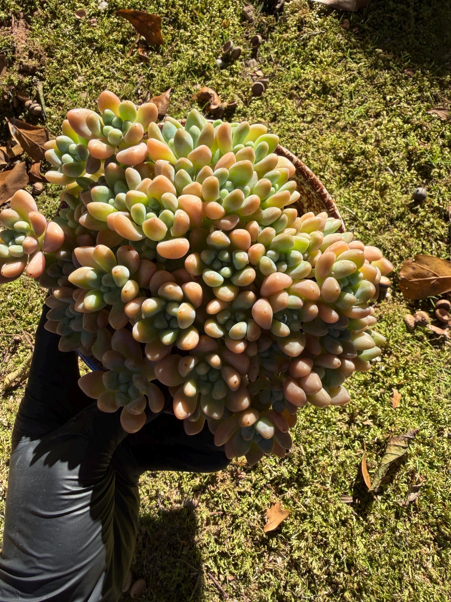 Echeveria  ‘cheese cake. ’,  5inches, I04