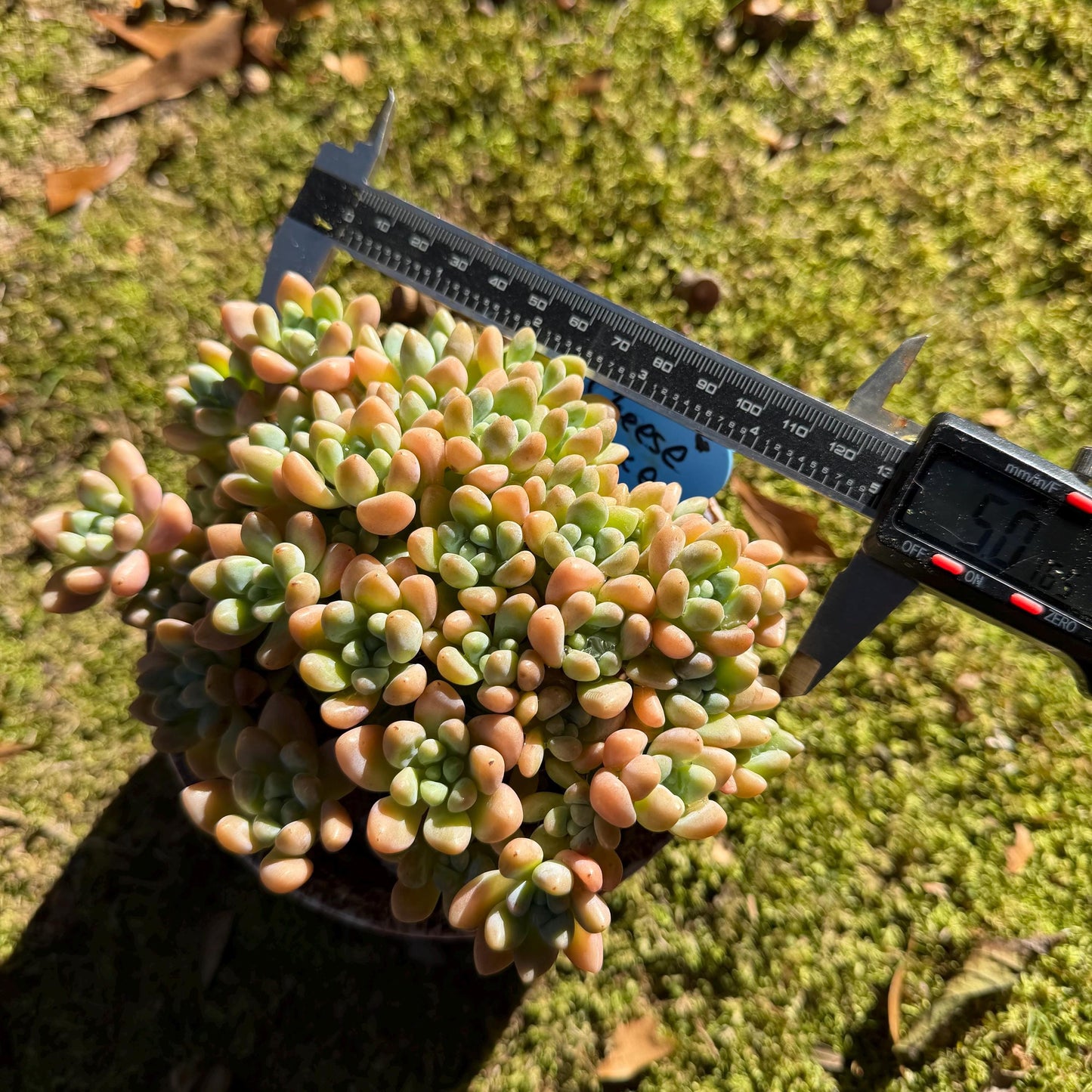 Echeveria  ‘cheese cake. ’,  5inches, I04