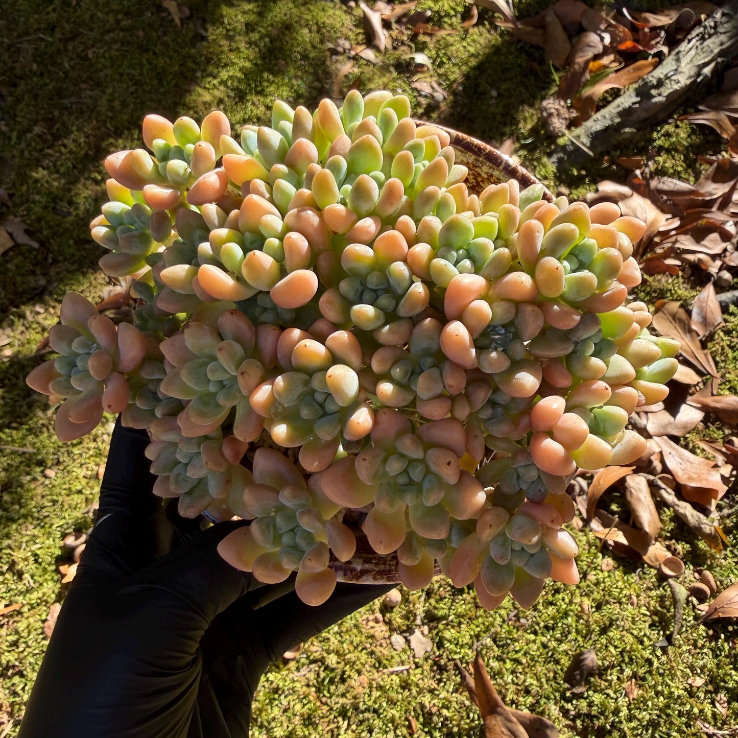 Echeveria  ‘cheese cake. ’,  5inches, I04