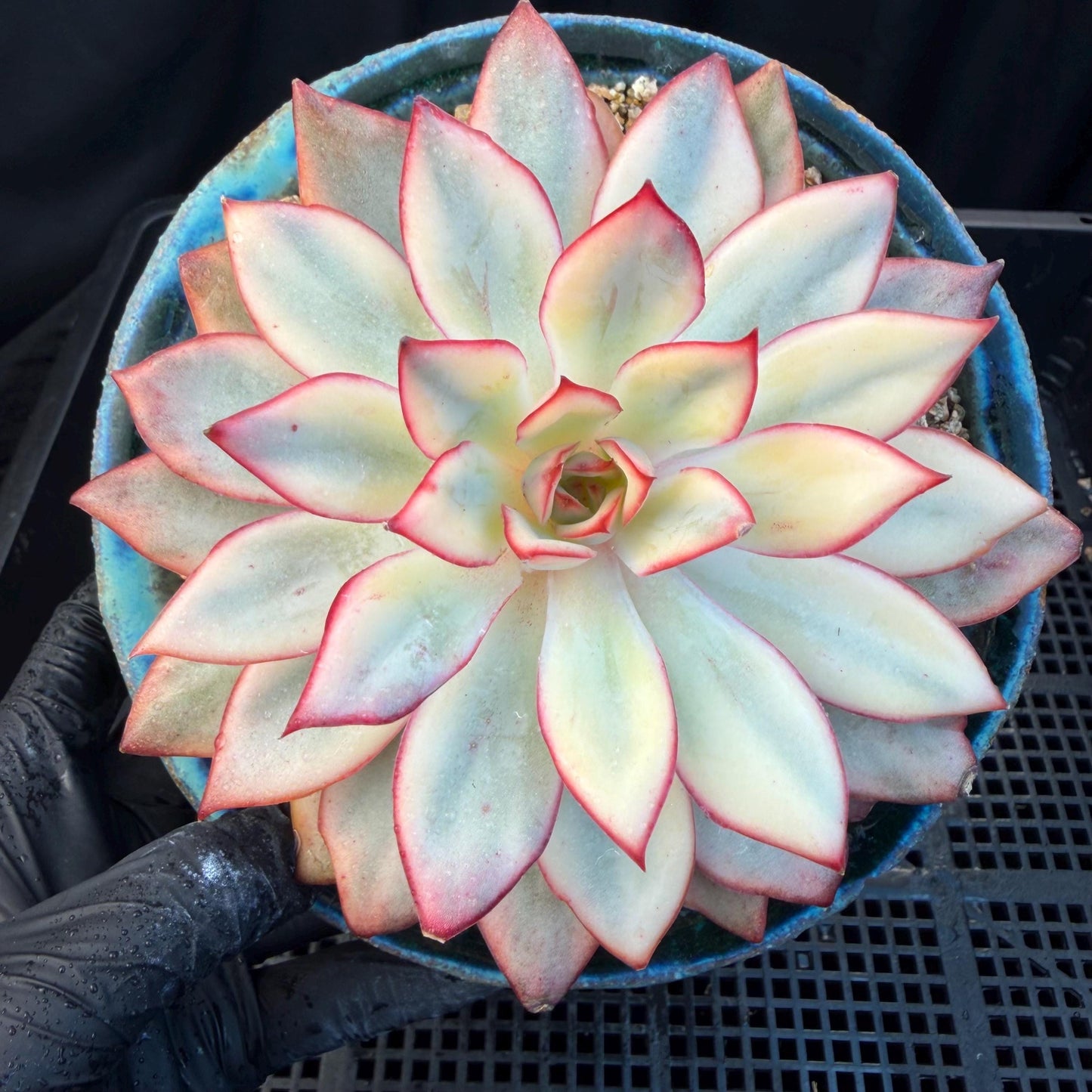 Echeveria  ‘Moon goddess variegated ', 4.5inches, A018